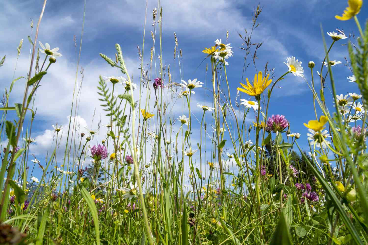 wild flower in meadows, daisies, yellow clover, HD Desktop Wallpaper