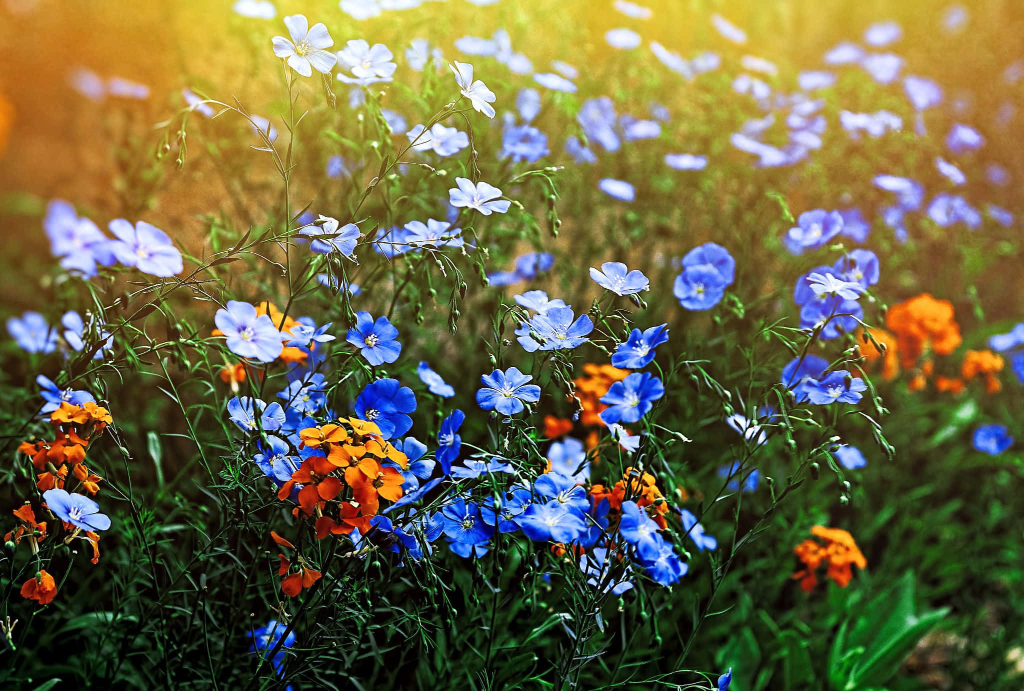 wild flower in meadows, blue and orange wildflowers, lush meadow, Full HD Desktop Wallpaper