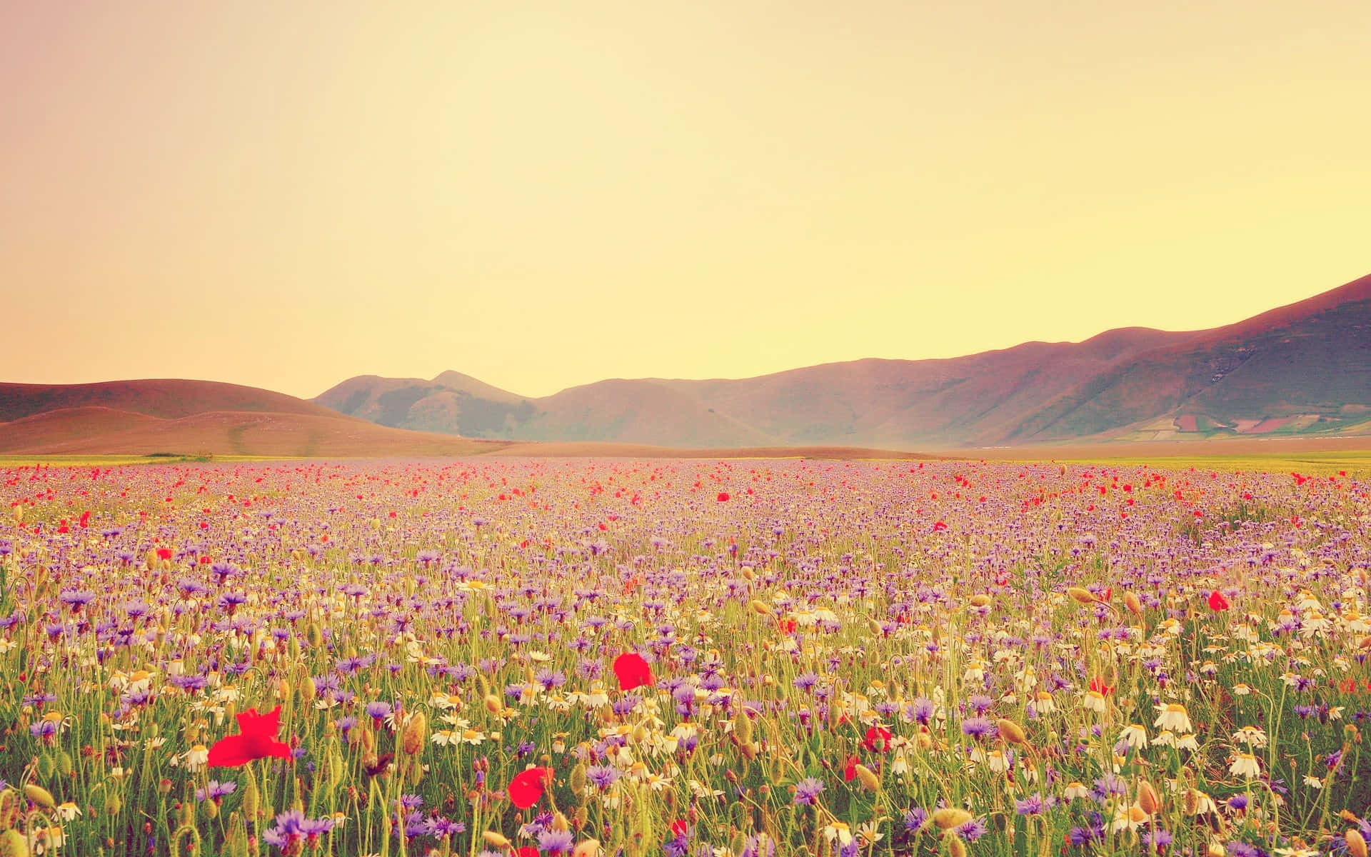 wild flower in meadows, red poppies, purple wildflowers, Full HD Desktop Wallpaper