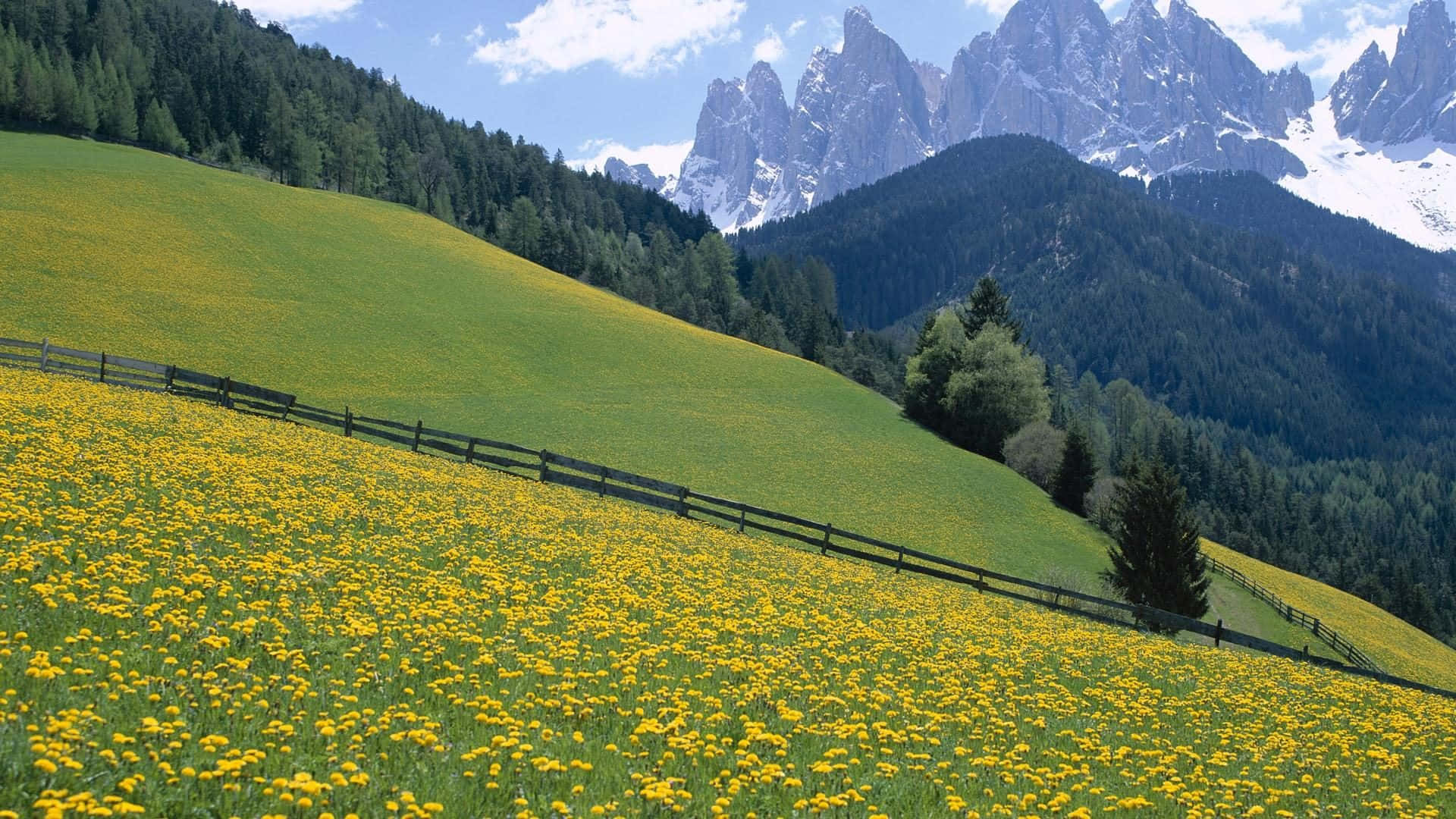 wild flower in meadows, yellow wildflowers, sunlit green hillside, Full HD Desktop Wallpaper
