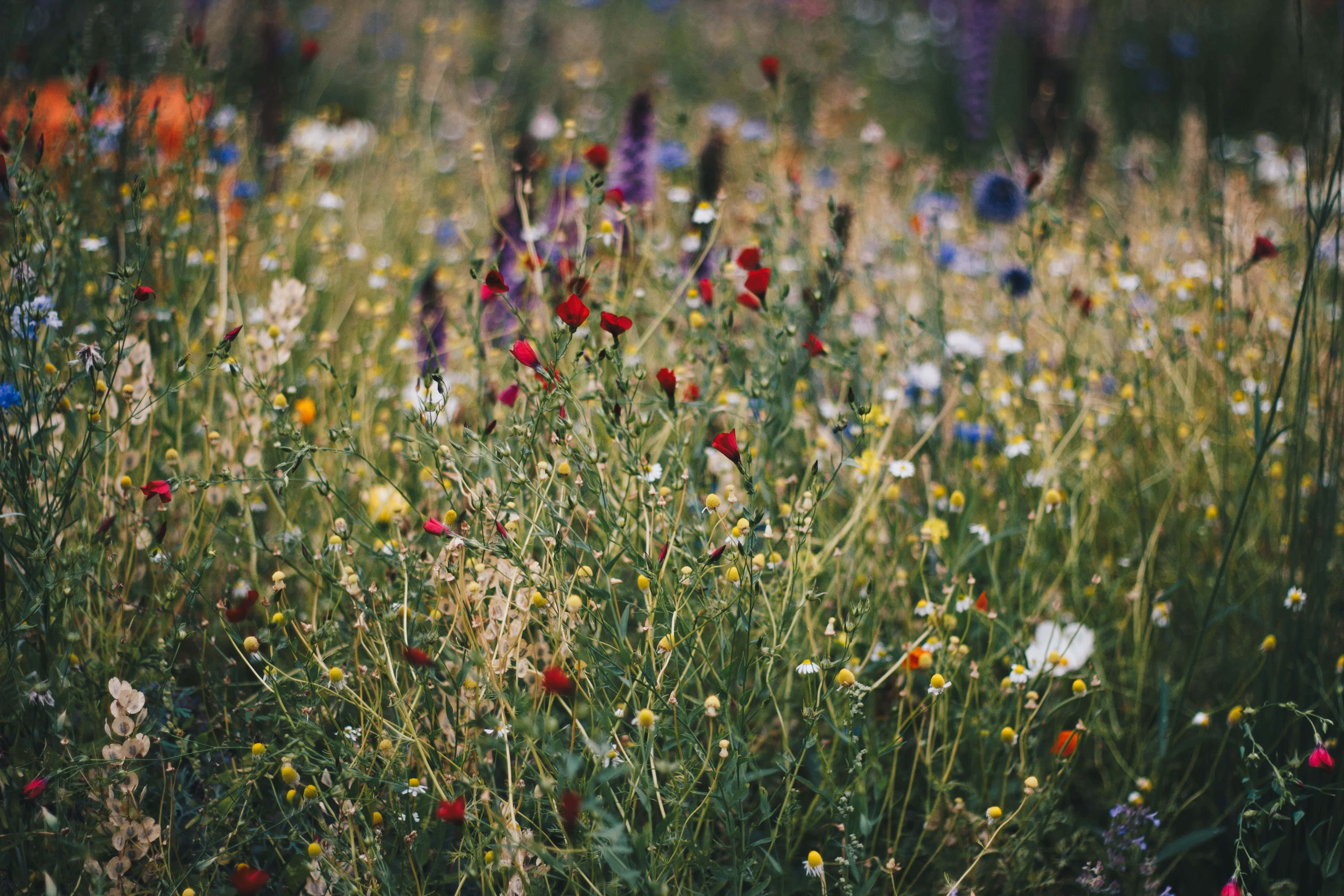 wild flower in meadows, red, yellow, 5K Desktop Wallpaper