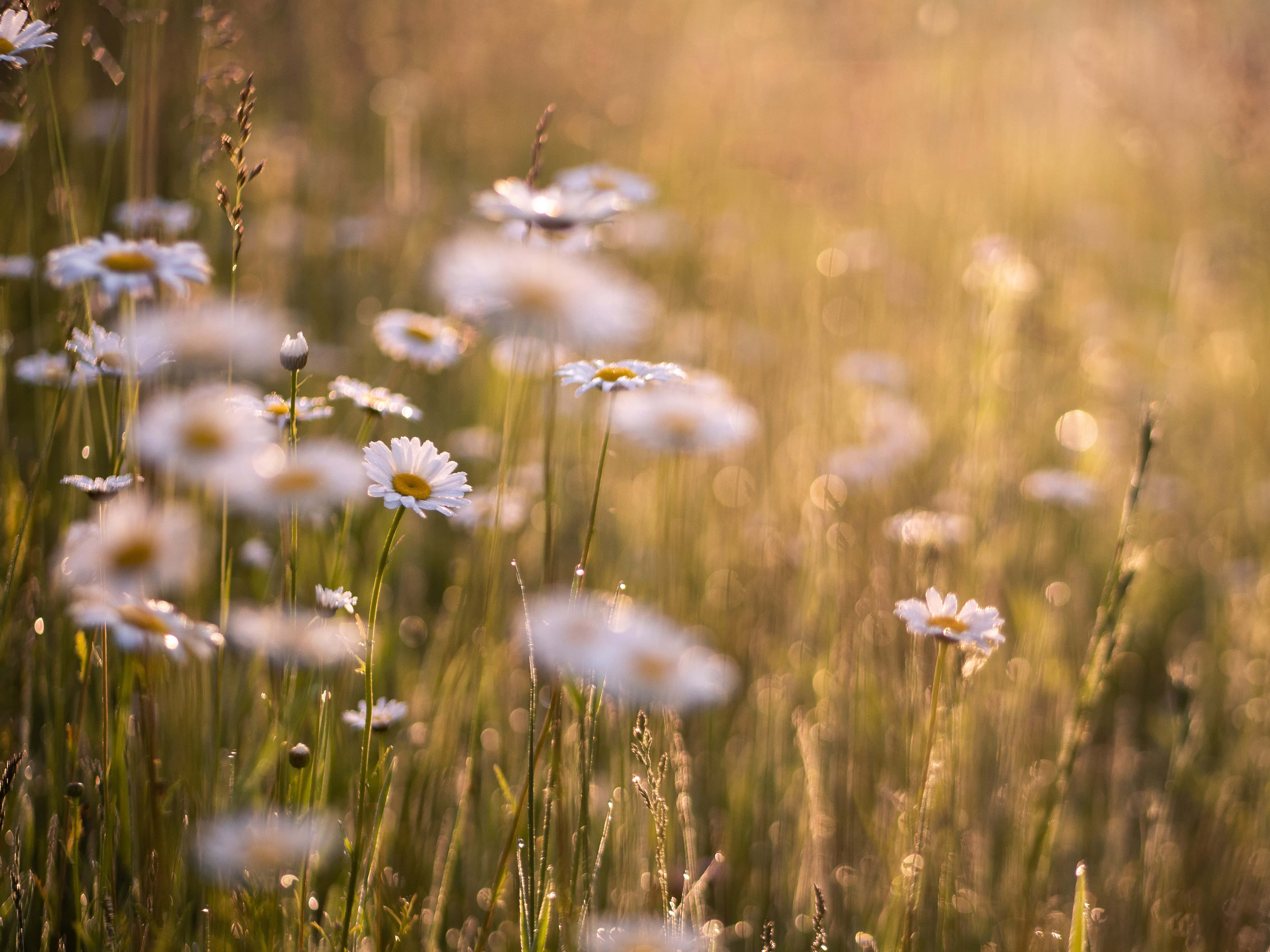 wild flower in meadows, daisies, golden bokeh, 4K Desktop Wallpaper
