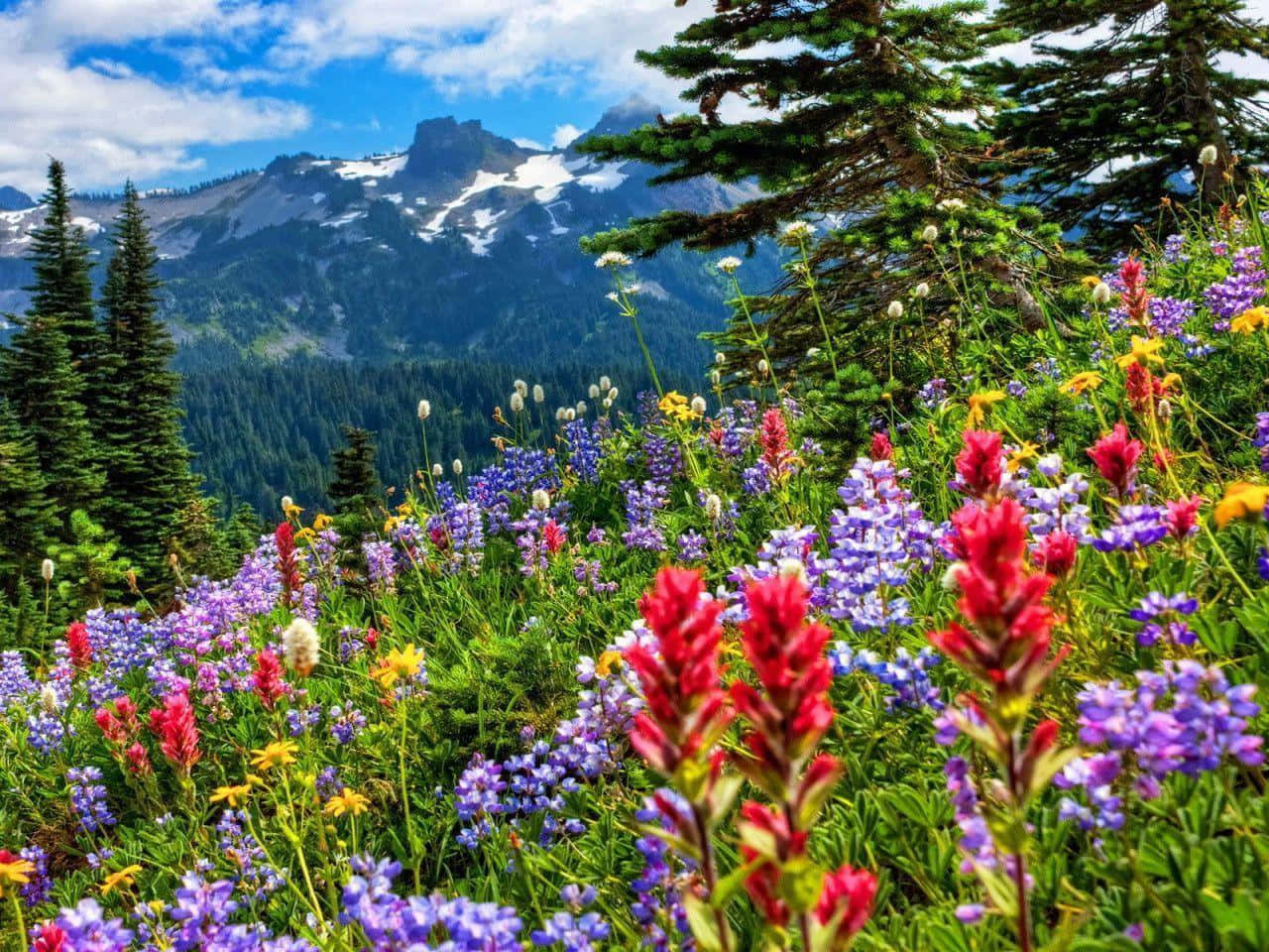 mountain meadow blooms, vibrant red purple and yellow wildflowers, snow capped mountains, HD Desktop Wallpaper