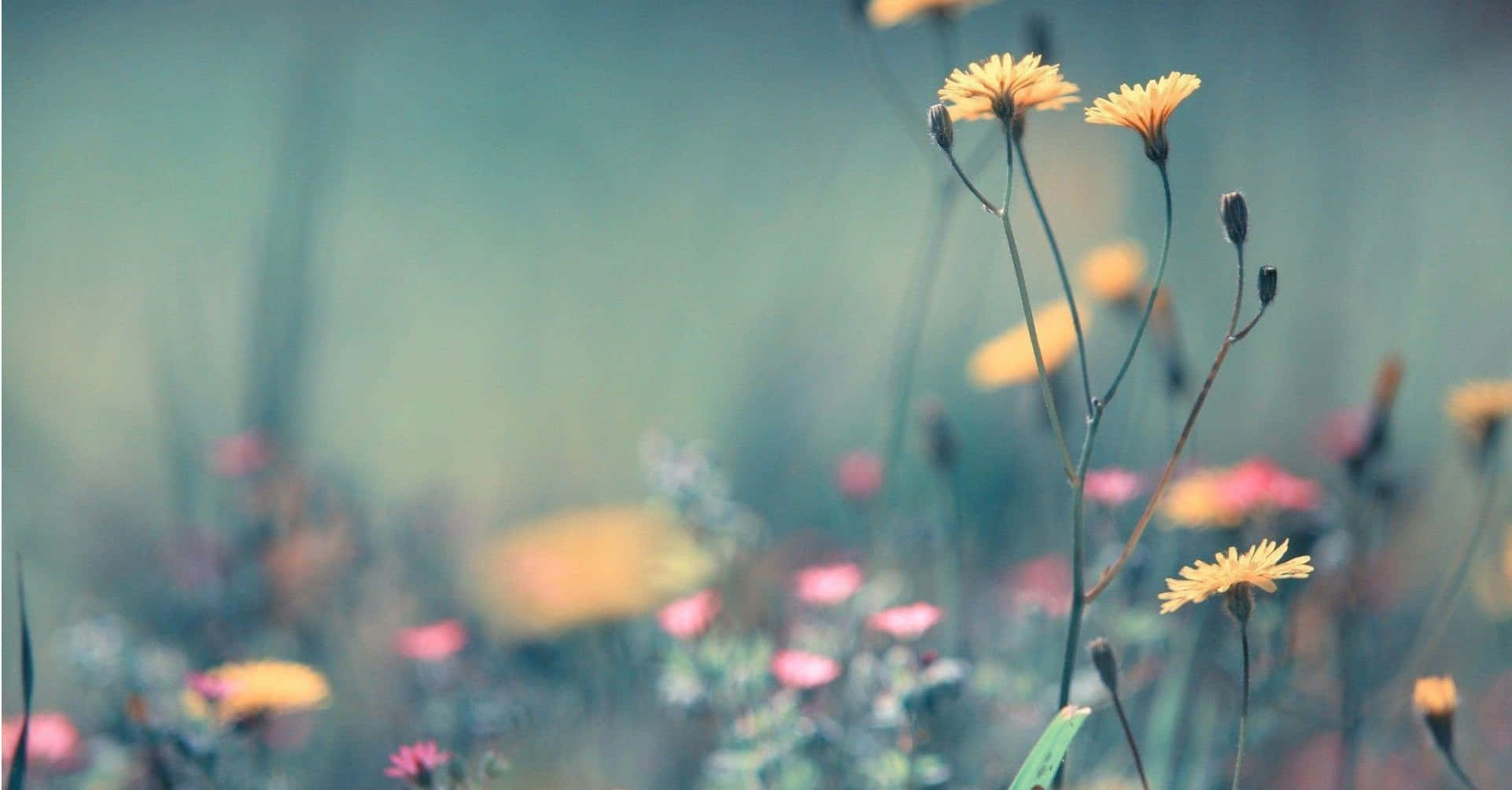 vintage wildflower meadow scene, yellow wildflowers, soft-focus meadow, Full HD Desktop Wallpaper