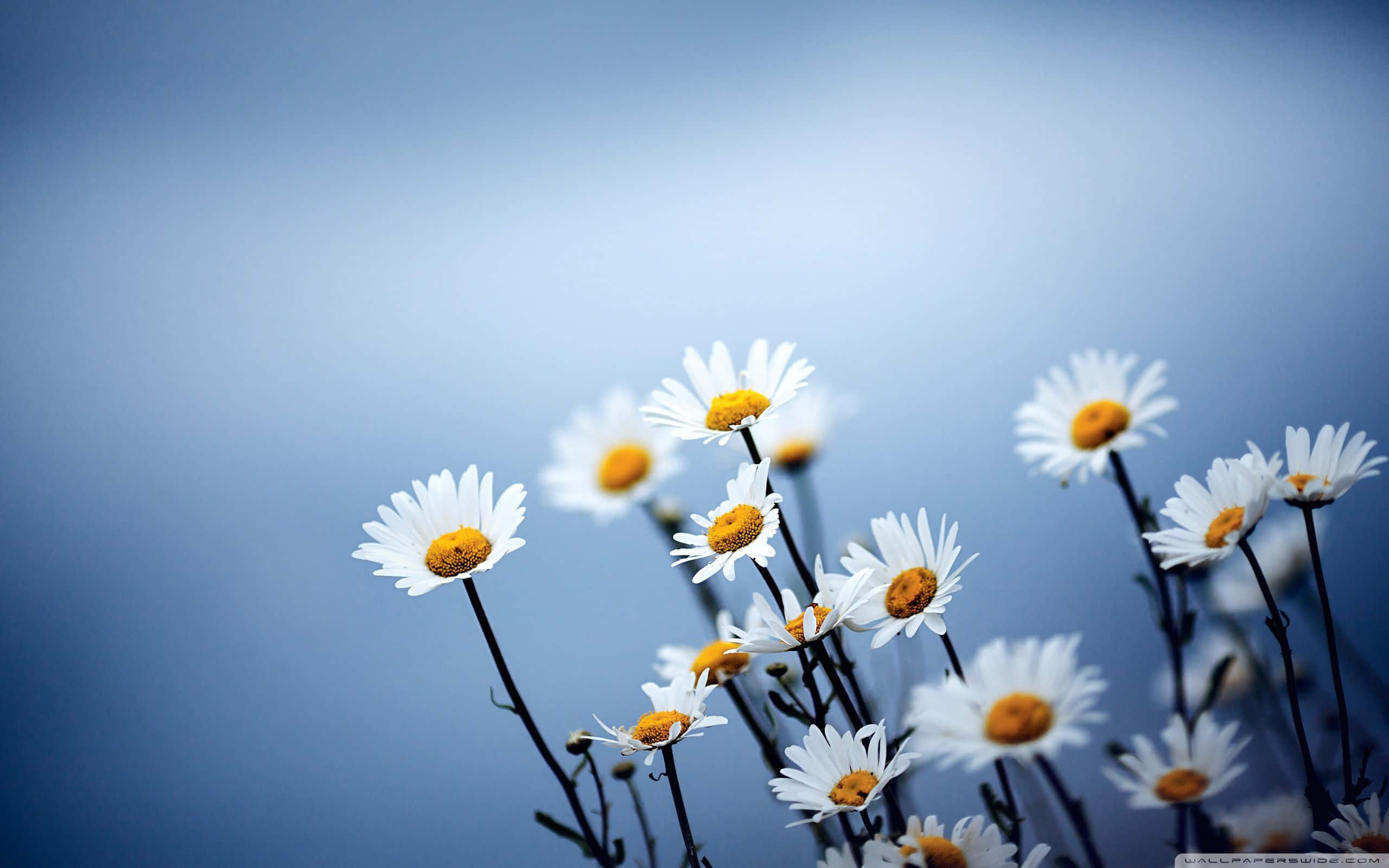 daisies, blue sky, soft blue gradient sky, 2K Desktop Wallpaper