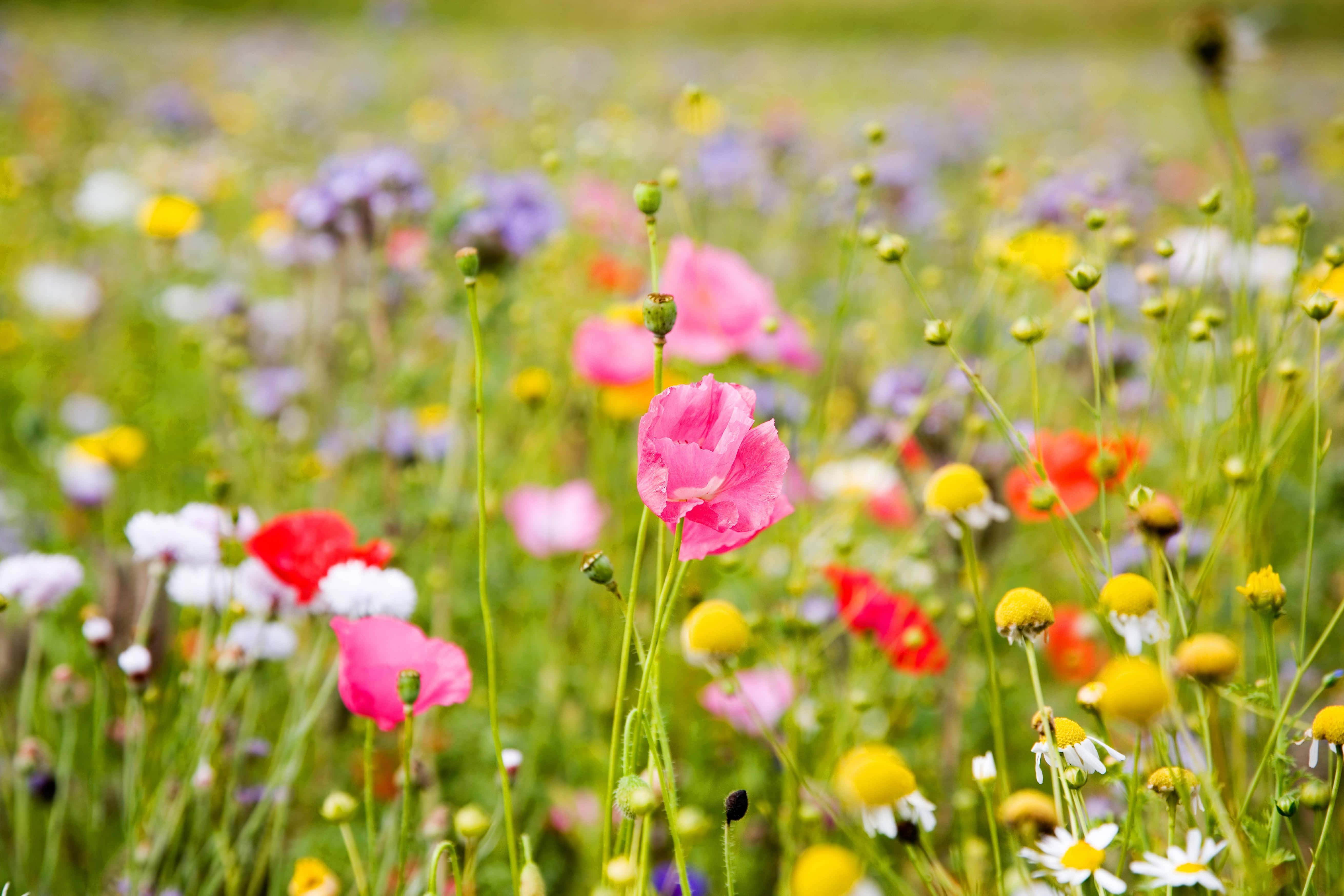 colorful meadow wildflowers, pink poppies, daisies, 5K Desktop Wallpaper