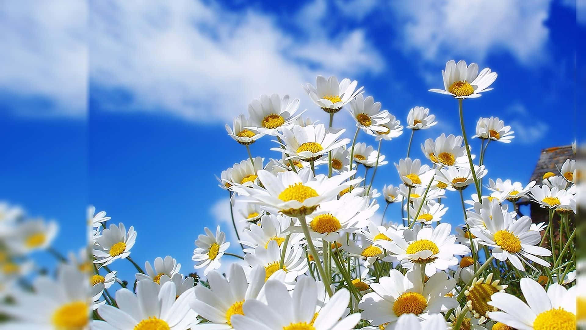 daisies, field, blue sky, Full HD Desktop Wallpaper