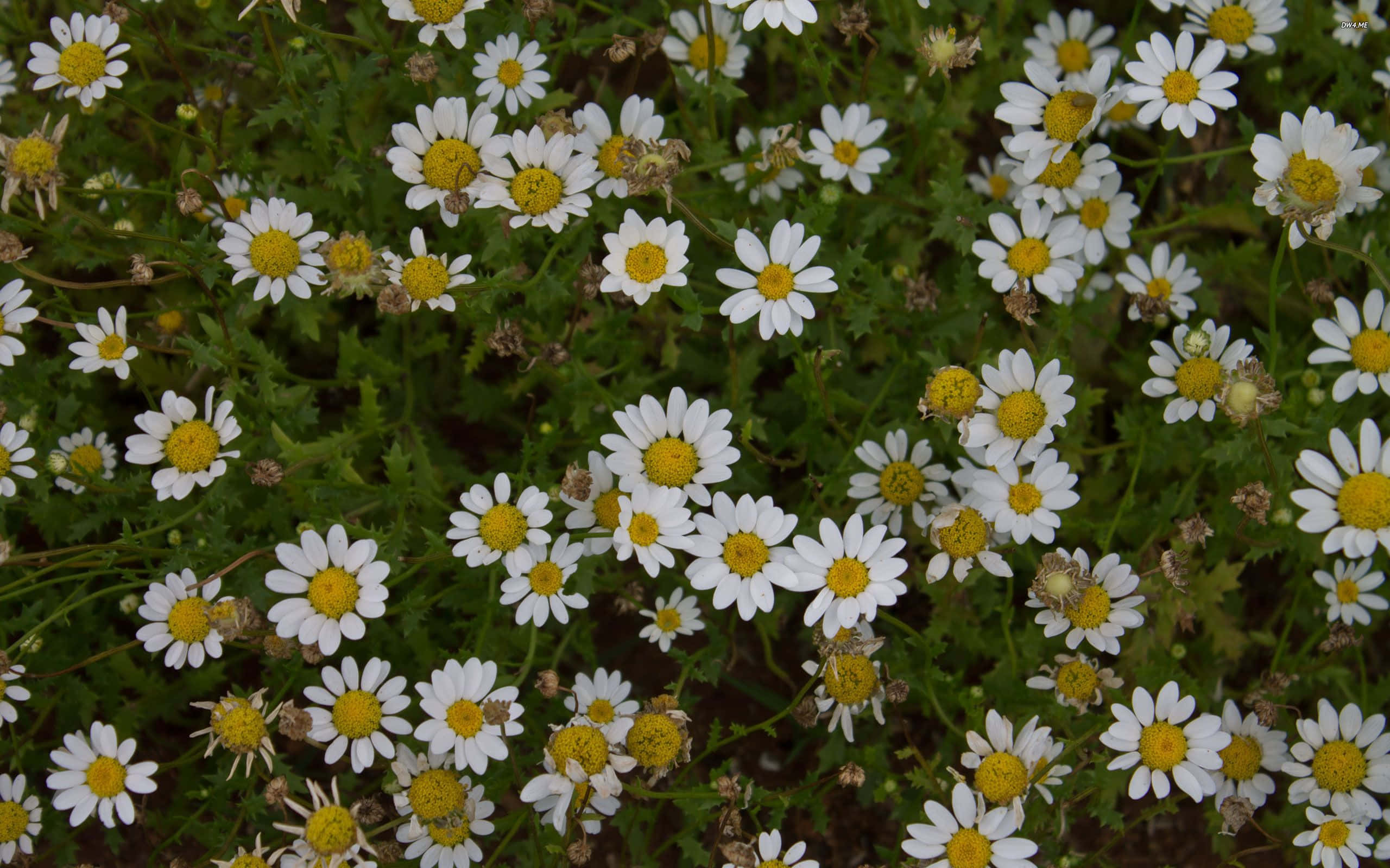 daisies, field, white daisies, 2K Desktop Wallpaper