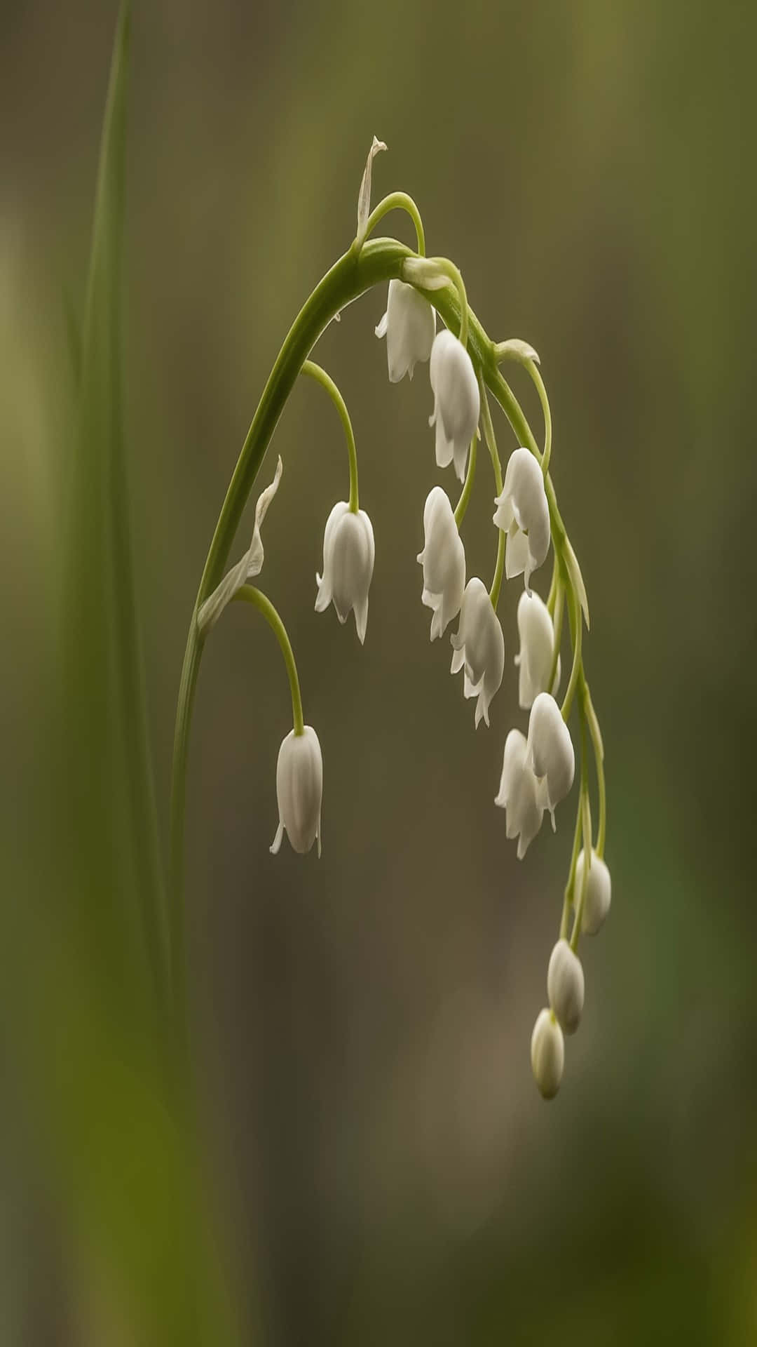 lilyofthe valley, white bell-shaped flowers, slender green stem, Full HD Phone Wallpaper