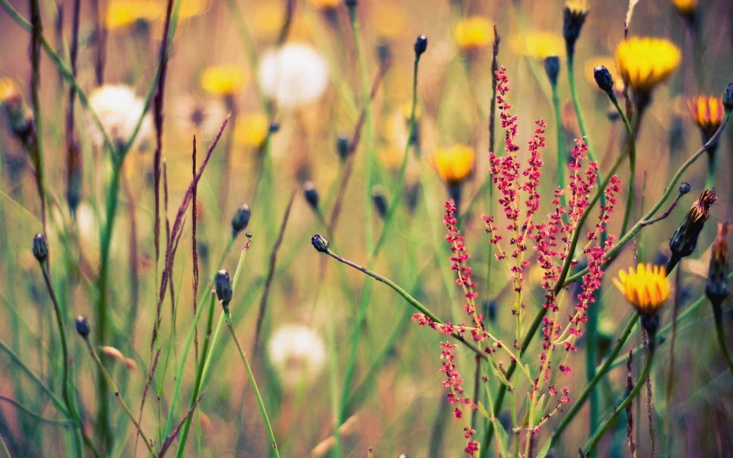 vintage wildflower meadow, pink flower stems, yellow dandelions, 2K Desktop Wallpaper