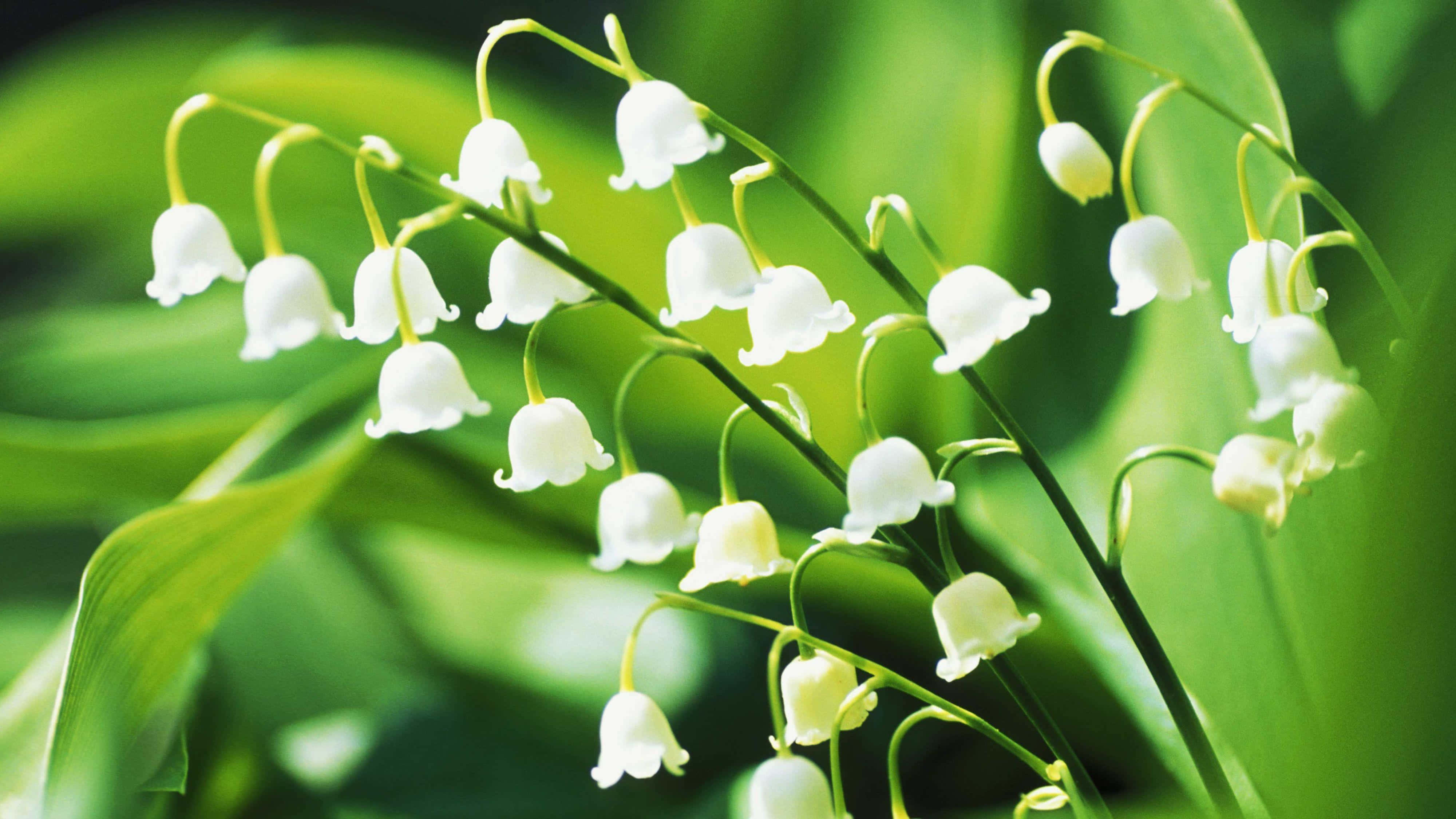 lily of the valley, white, soft green foliage, 4K Desktop Wallpaper