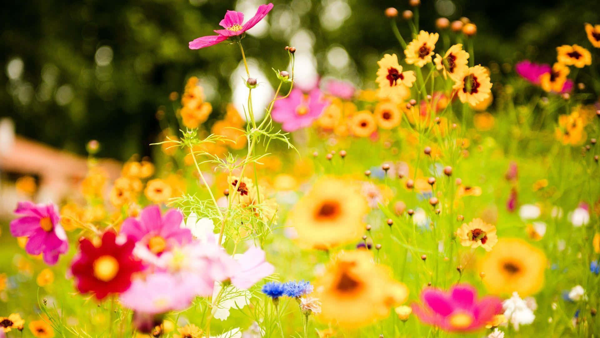 cosmos, coreopsis, sunlit meadow, Full HD Desktop Wallpaper