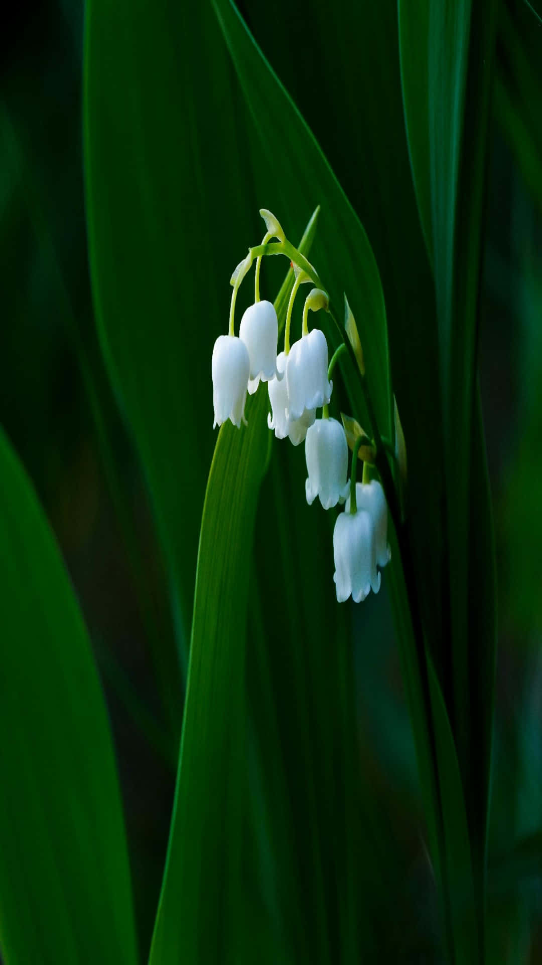 lily of the valley, white, deep green leaves, Full HD Phone Wallpaper