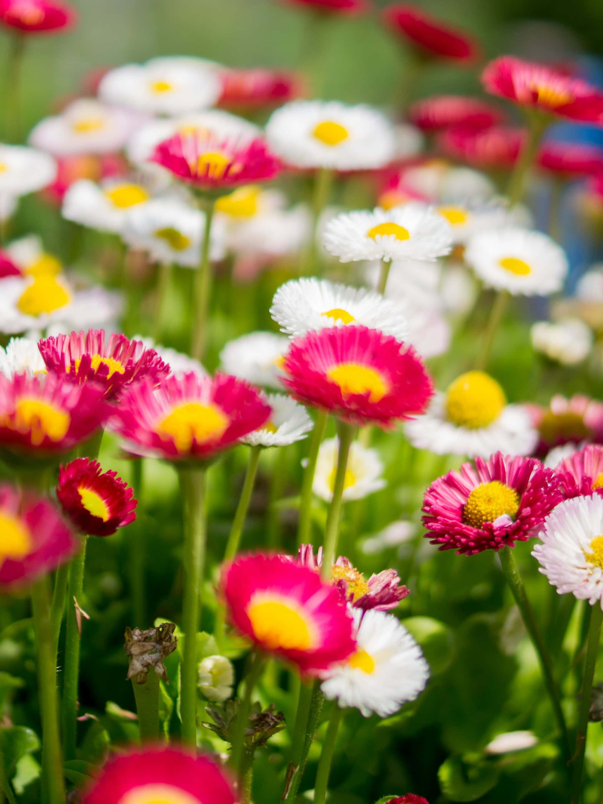 colorful daisy field, springtime, vibrant pink and white daisies, 2K Phone Wallpaper