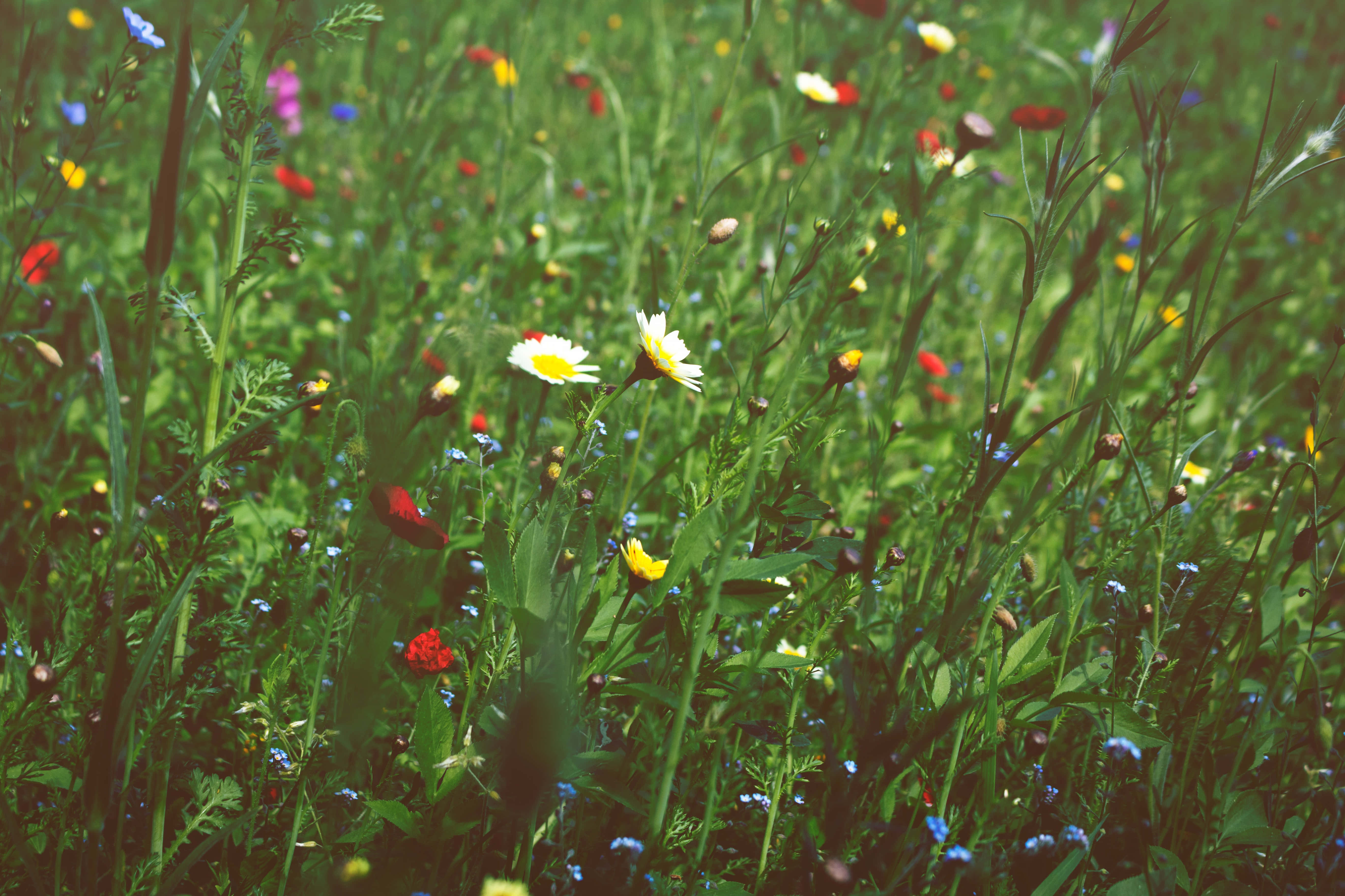 wild flower in meadows, sunlit meadow, colorful wildflowers, 5K Desktop Wallpaper