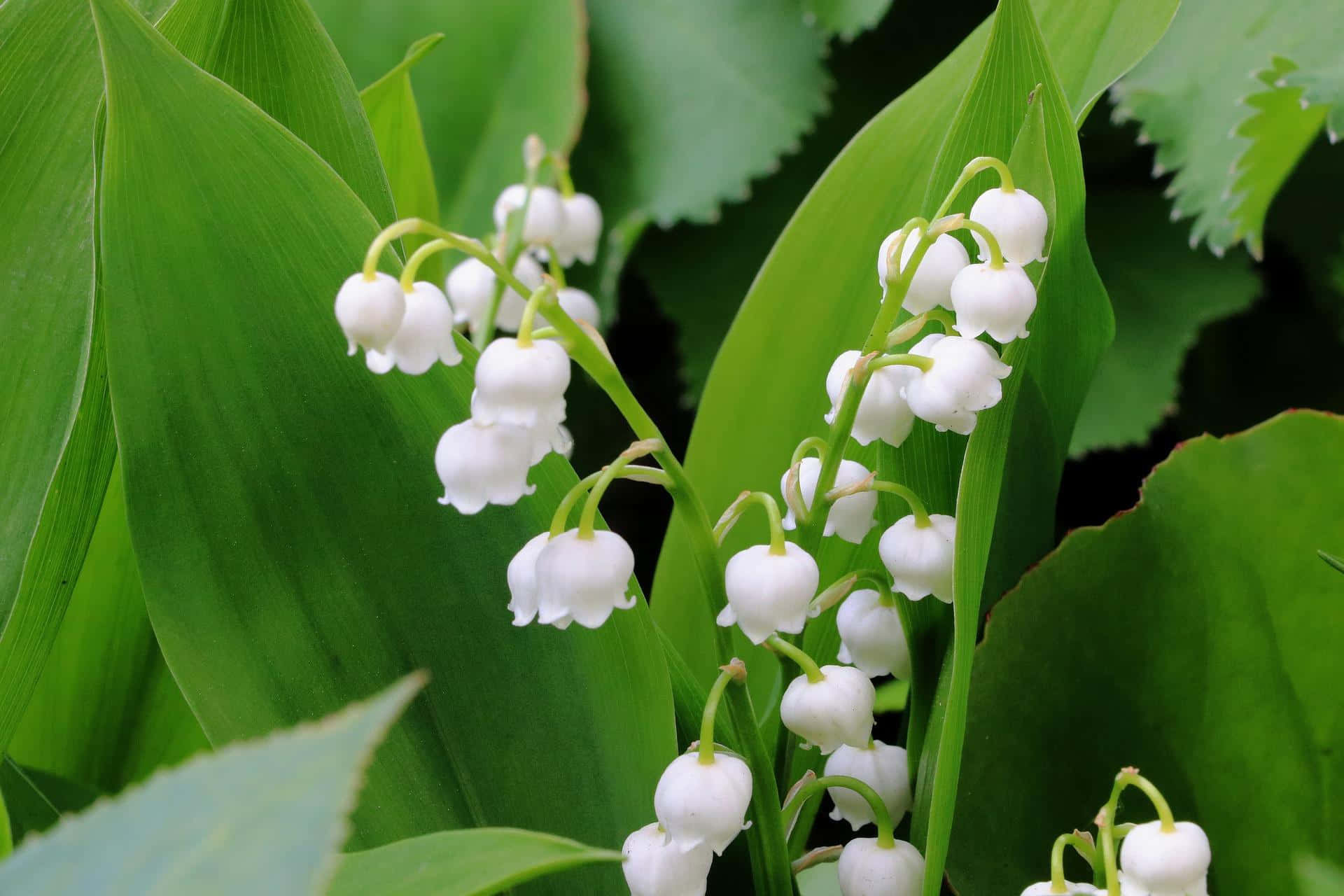 lily of the valley, white, vibrant green leaves, Full HD Desktop Wallpaper