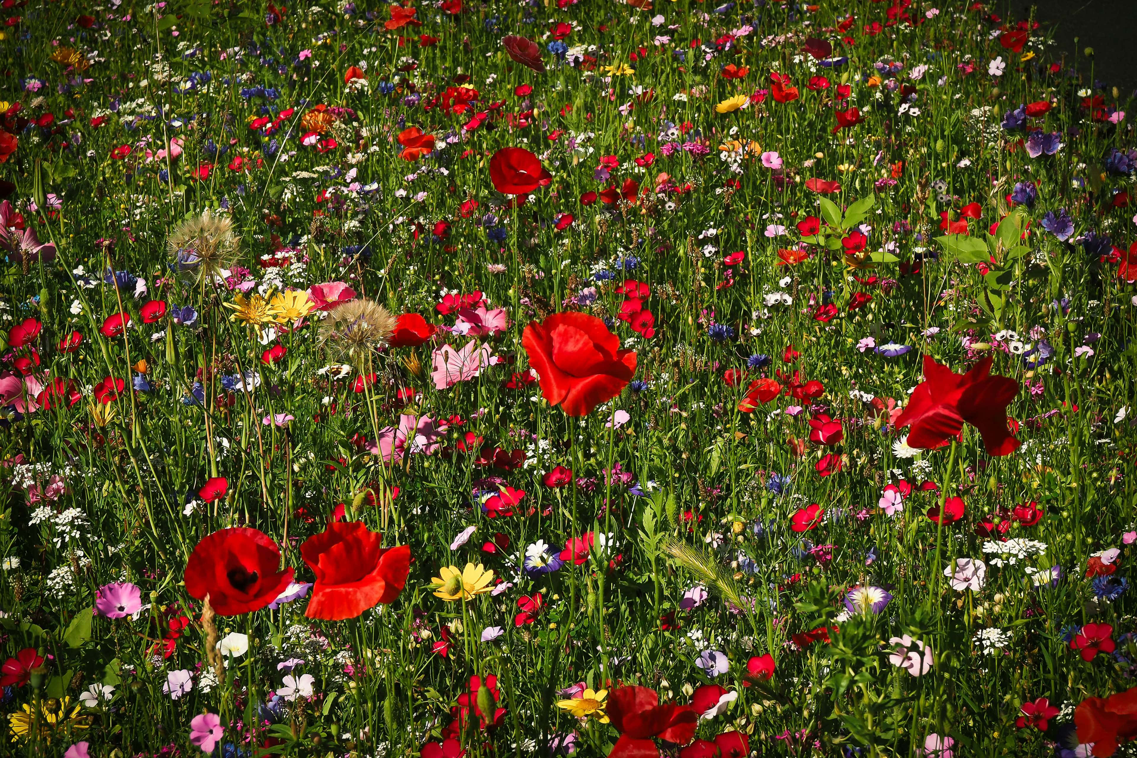 wild flower in meadows, vibrant field of wildflowers, bold red poppies, 4K Desktop Wallpaper
