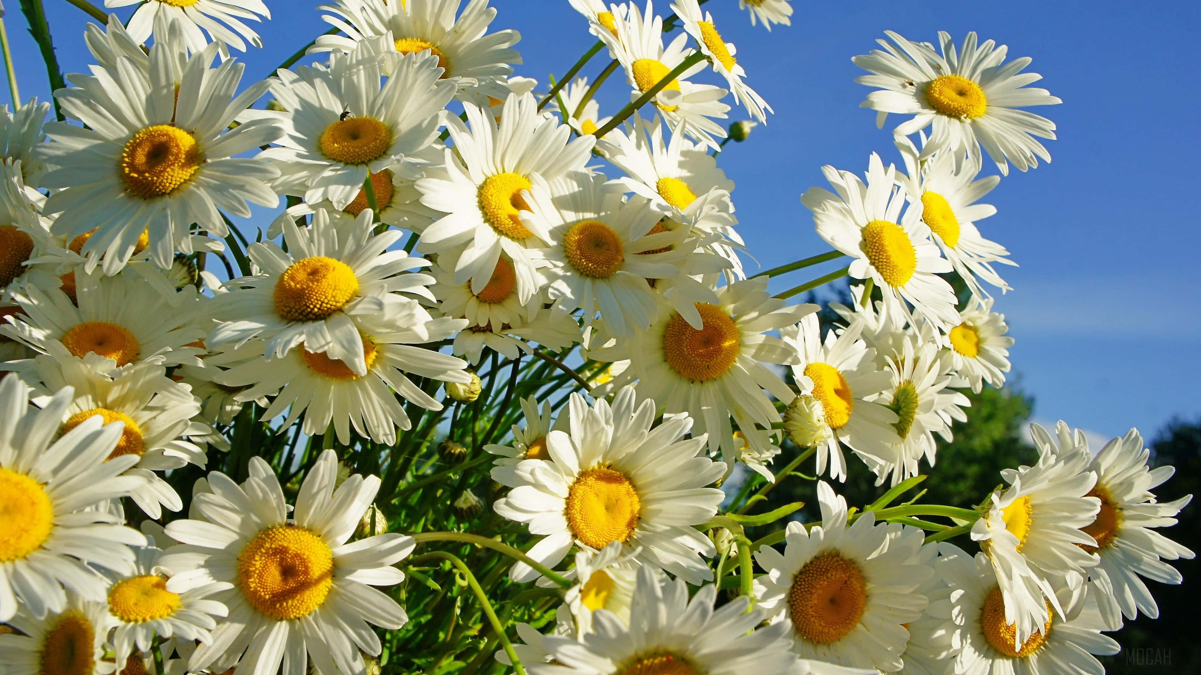 summer daisy bloom, 4K ultra wide, white daisies, 4K Desktop Wallpaper