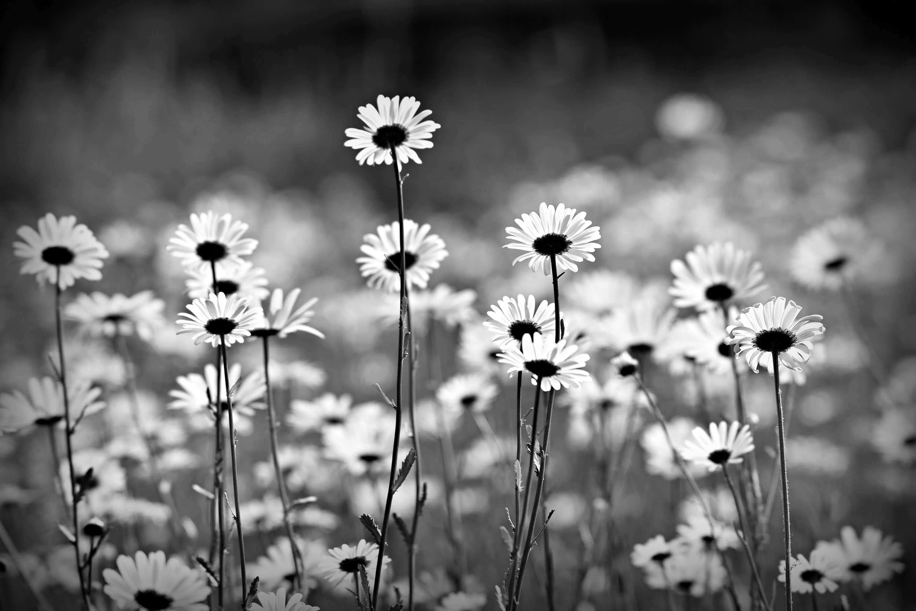 monochrome daisy field, daisies, sunlit meadow, 2K Desktop Wallpaper