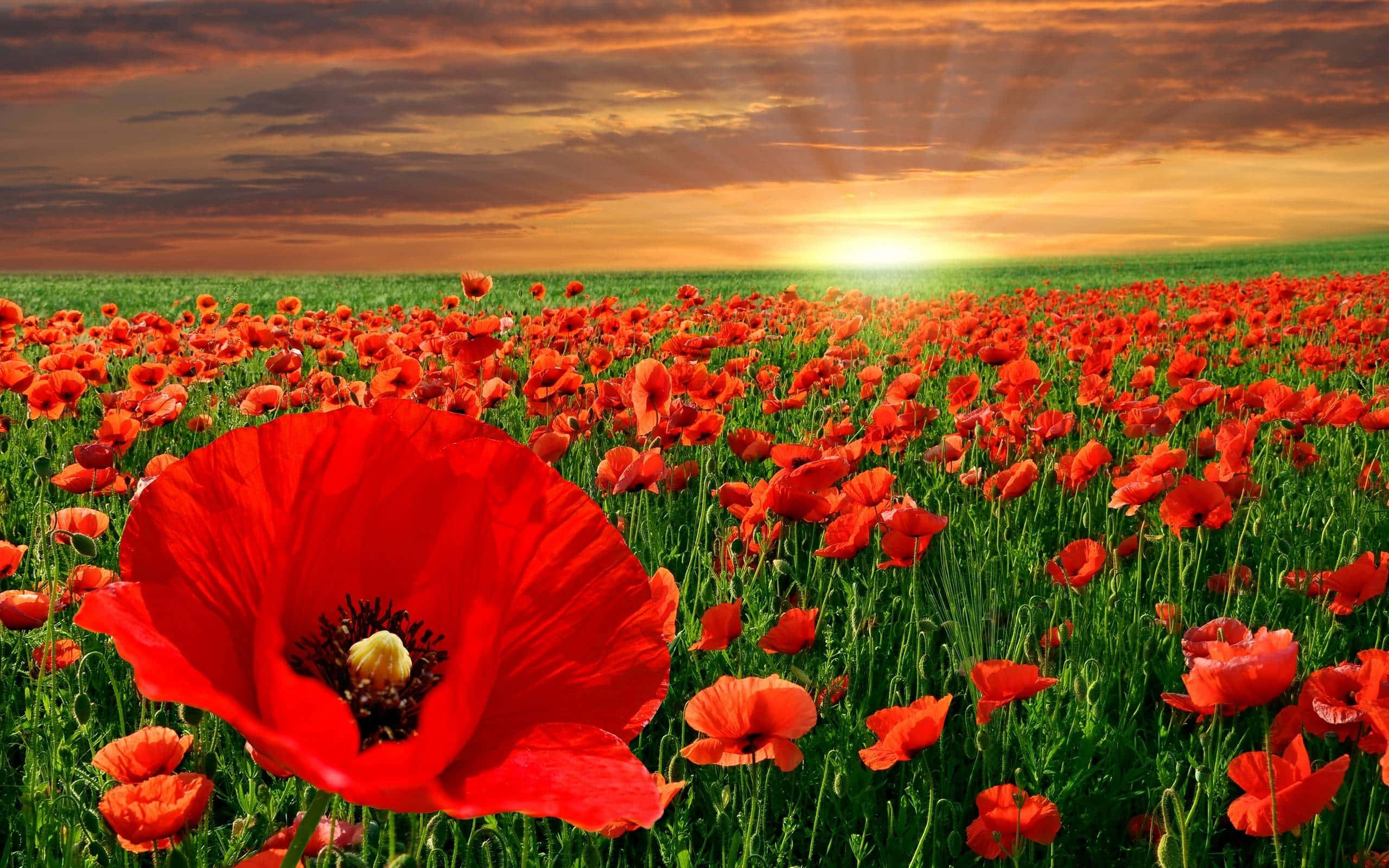 red poppies, dramatic sunset sky, golden sunbeams, 2K Desktop Wallpaper