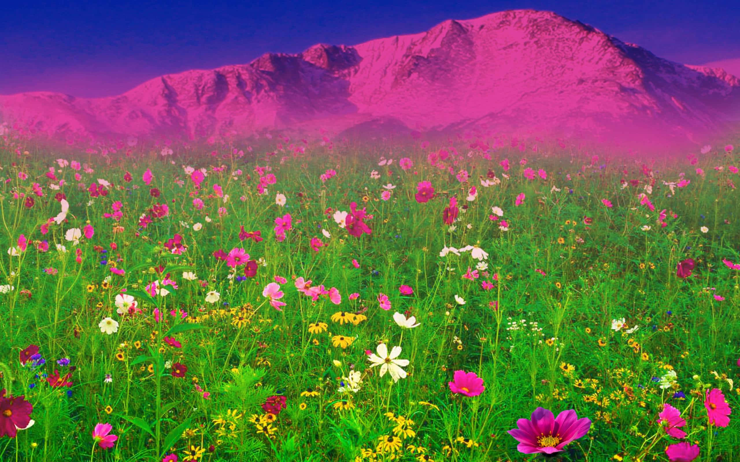 vibrant meadow, pink cosmos, wildflowers, 2K Desktop Wallpaper