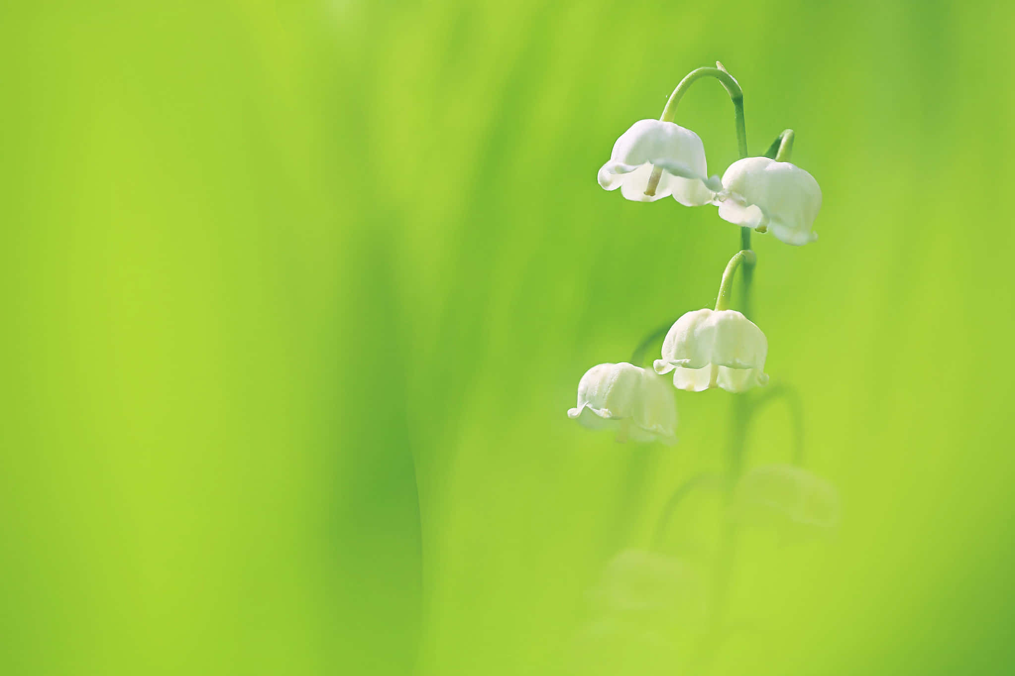 lily of the valley, spring blossom, white, Full HD Desktop Wallpaper