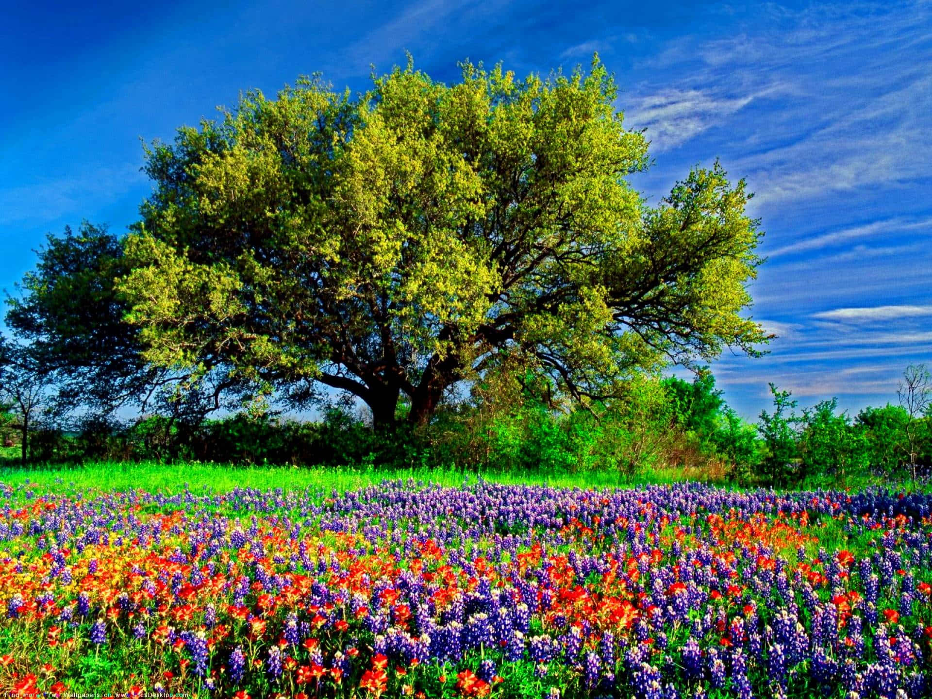 vibrant green leaves, purple orange and red wildflowers, bright blue sky, Full HD Desktop Wallpaper