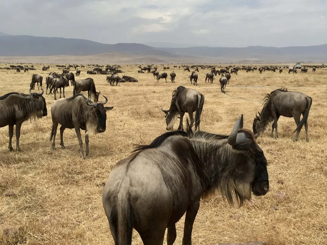 Wildebeest