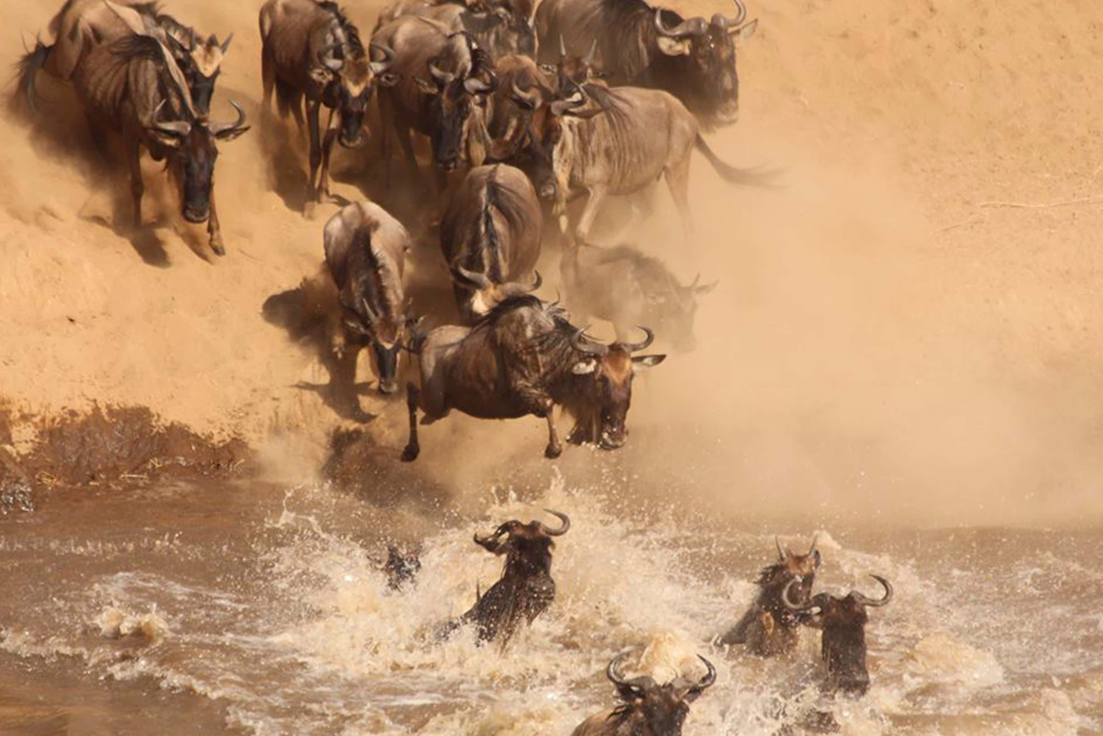 wildebeest, migration, river crossing, 2K Desktop Wallpaper