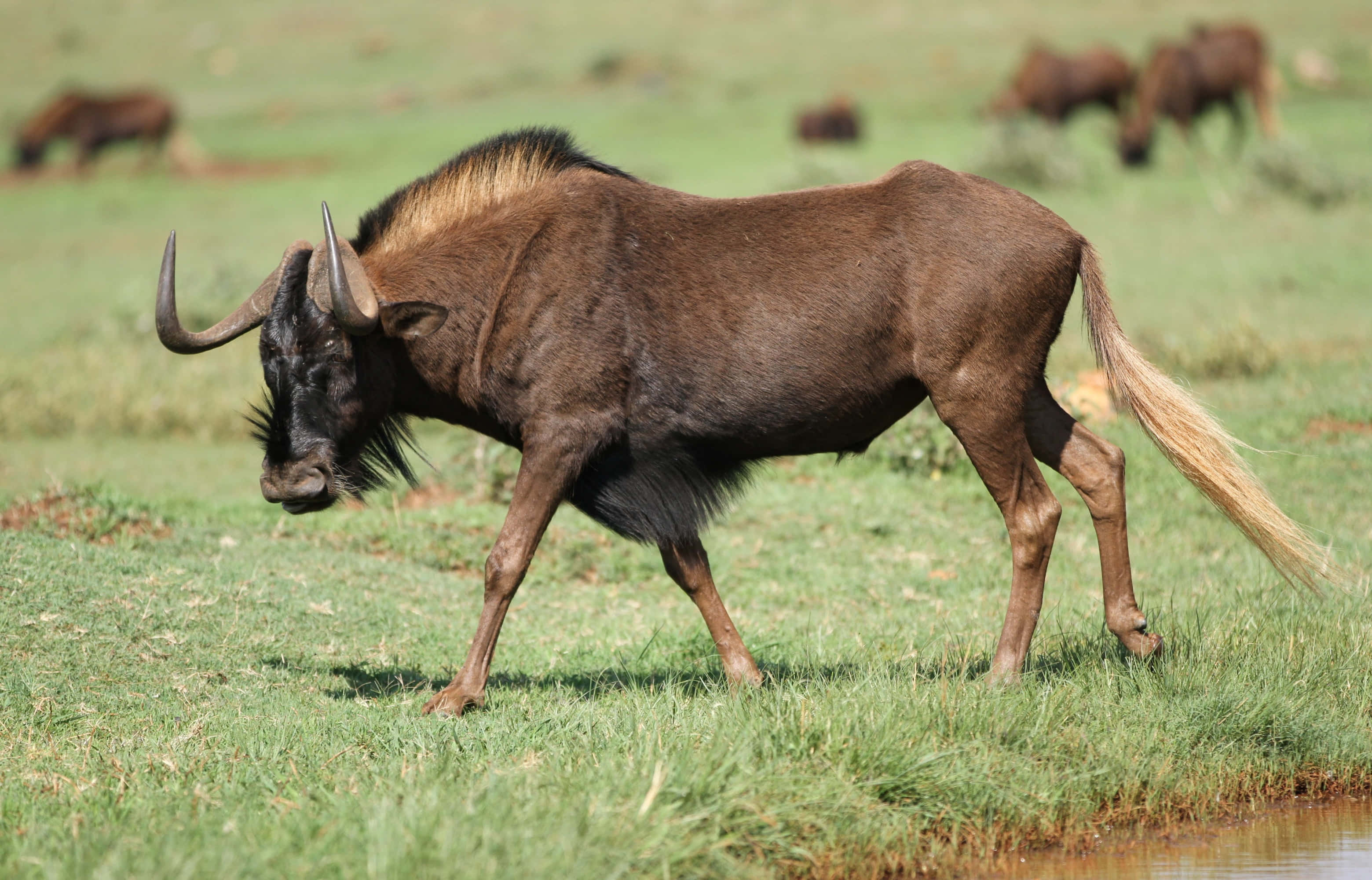 wildebeest, savannah, grazing, 2K Desktop Wallpaper