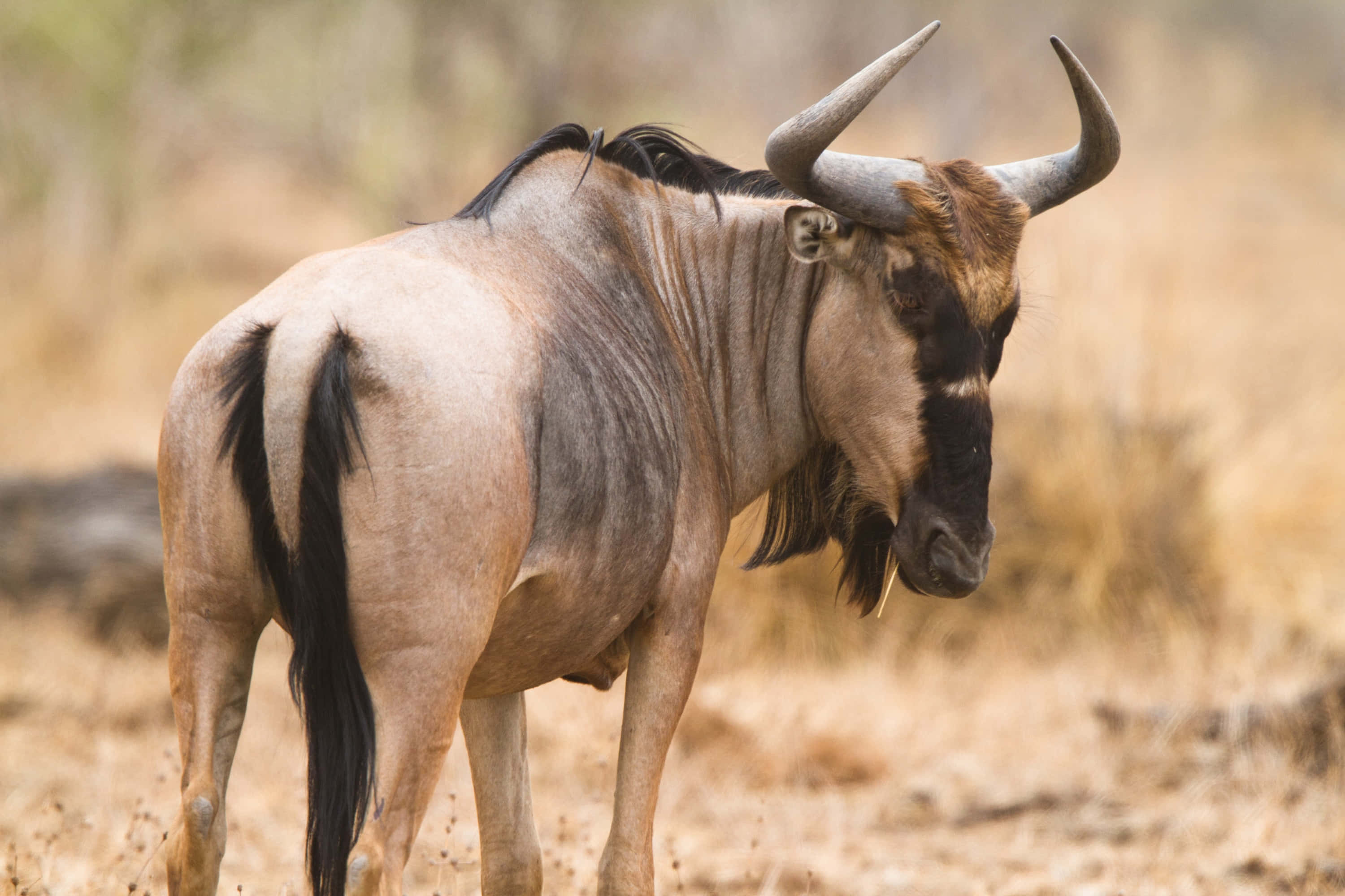 wildebeest, savannah, dry golden grass, 2K Desktop Wallpaper