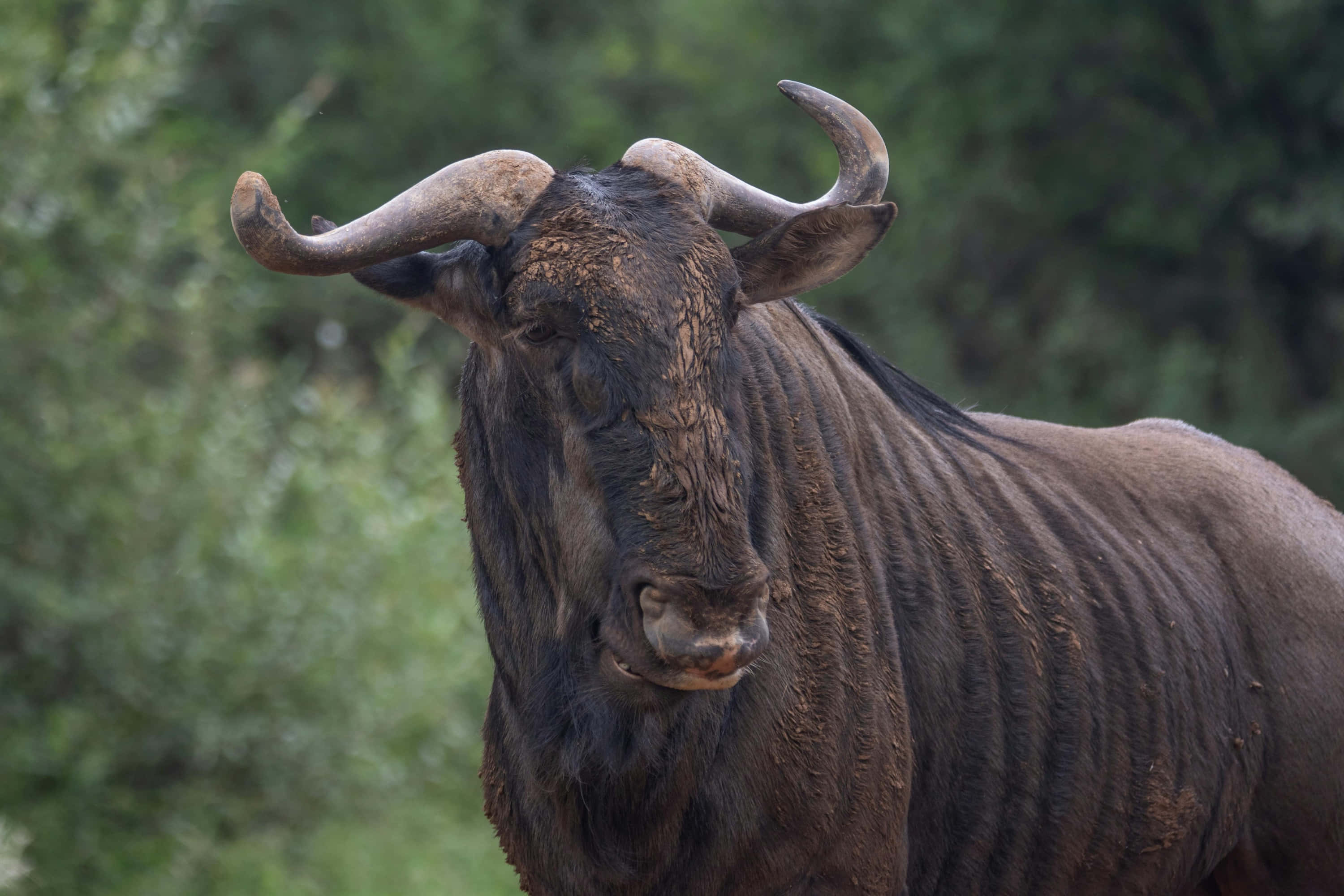 wildebeest, curved horns, wrinkled dark coat, 2K Desktop Wallpaper
