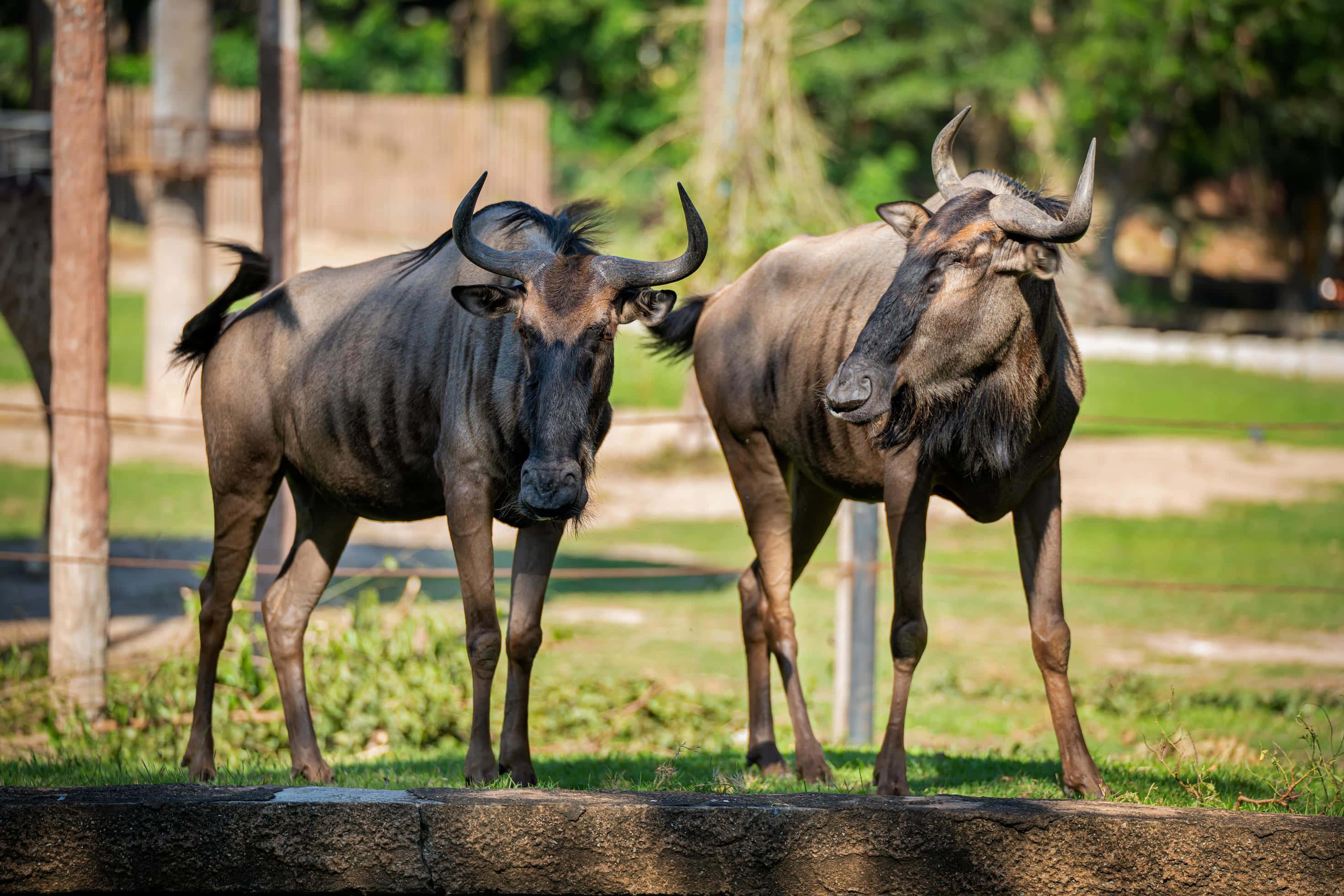 Wildebeest, grassy terrain, trees, 2K Desktop Wallpaper