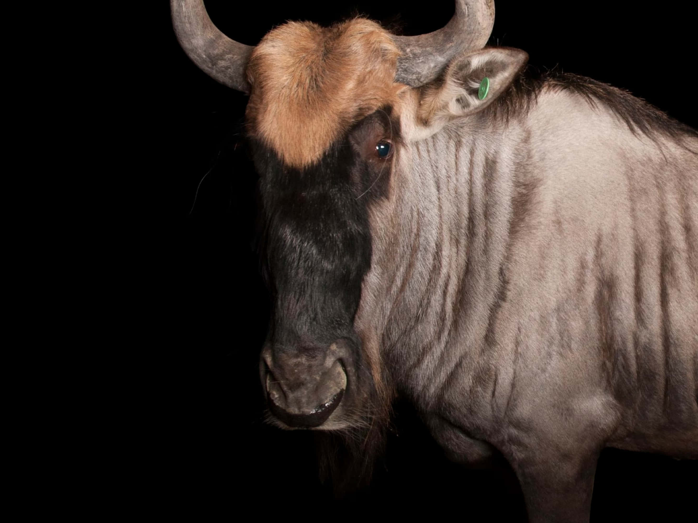 wildebeest, brown mane, striped grey coat, 2K Desktop Wallpaper