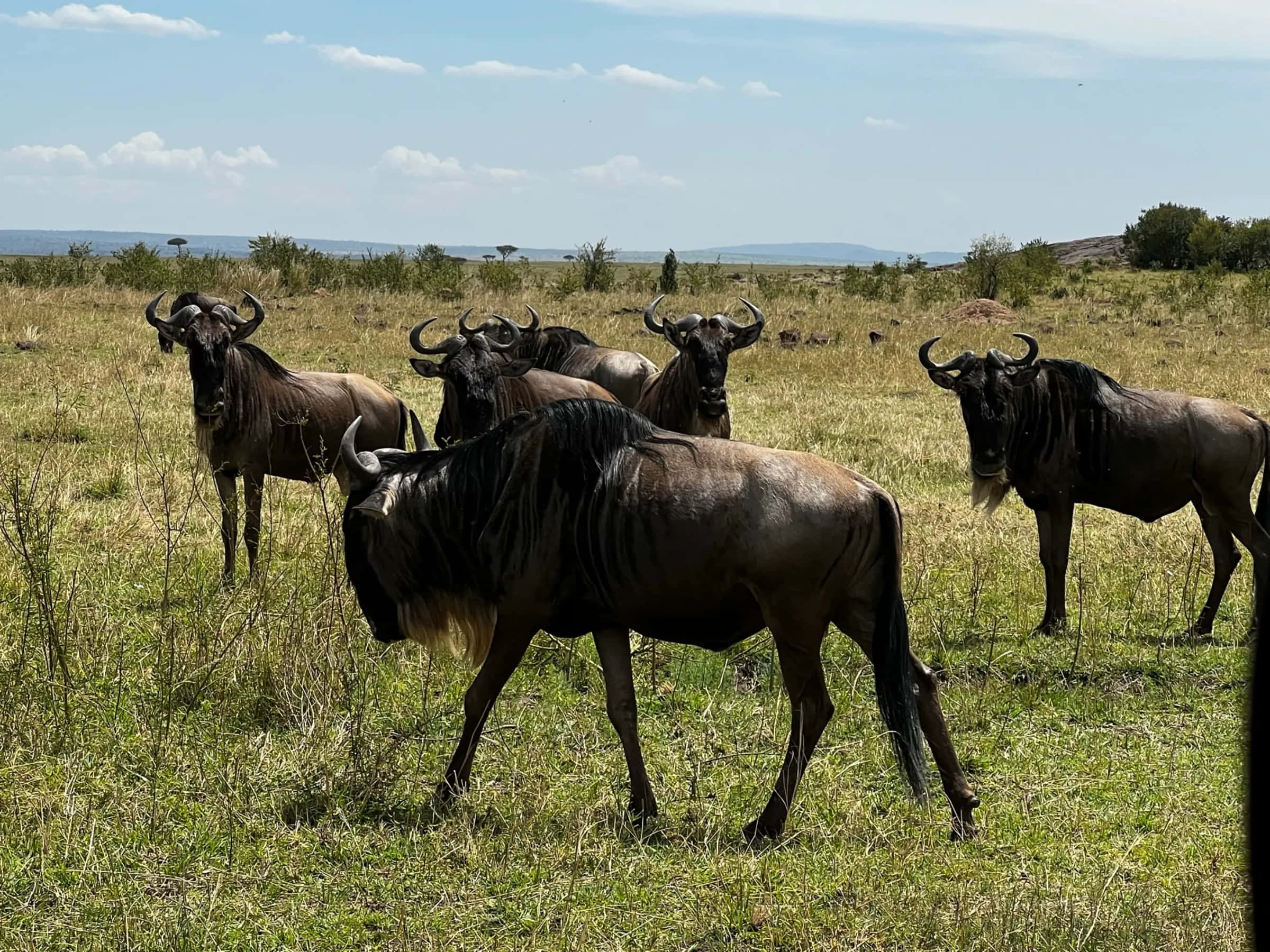 wildebeest, herd, savanna, Full HD Desktop Wallpaper