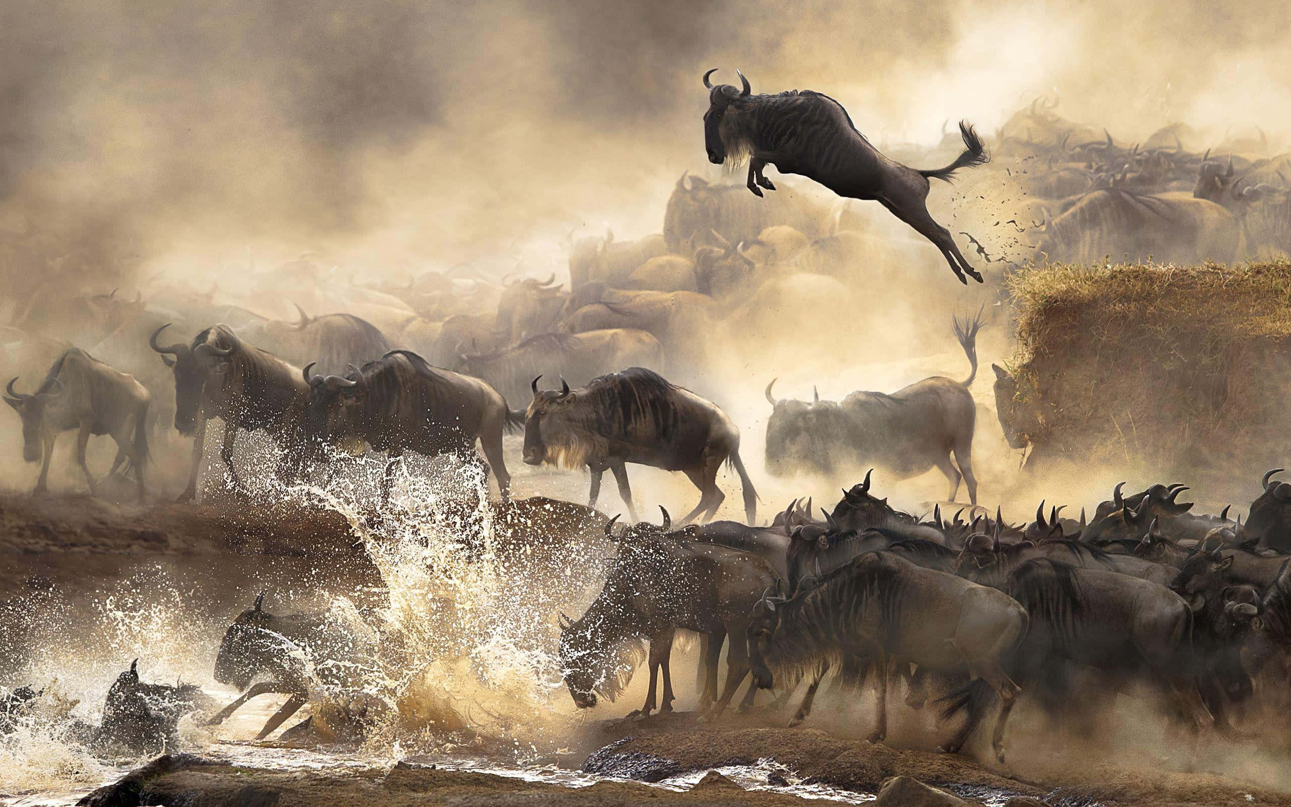 wildebeest, herd, muddy river, 2K Desktop Wallpaper