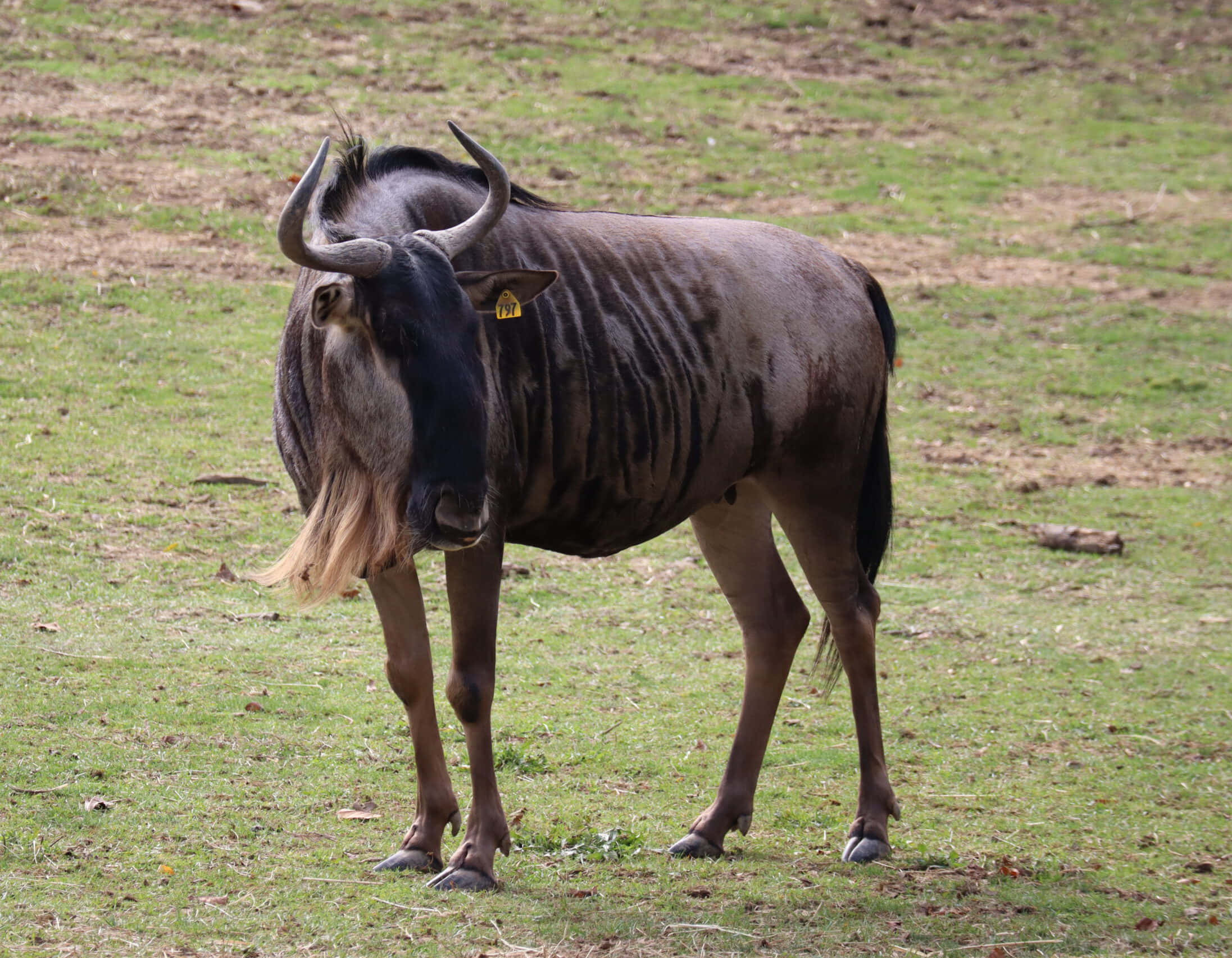 wildebeest, grassy field, ear tag, Full HD Desktop Wallpaper