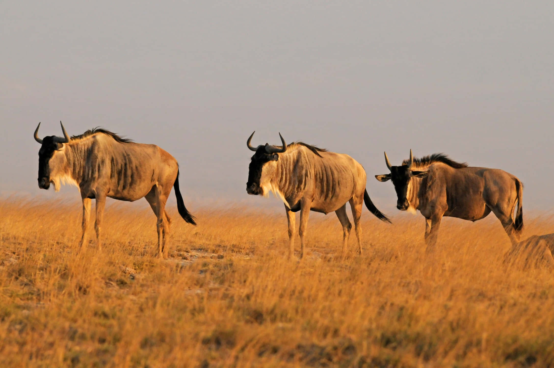 wildebeest, savannah, golden grass, Full HD Desktop Wallpaper