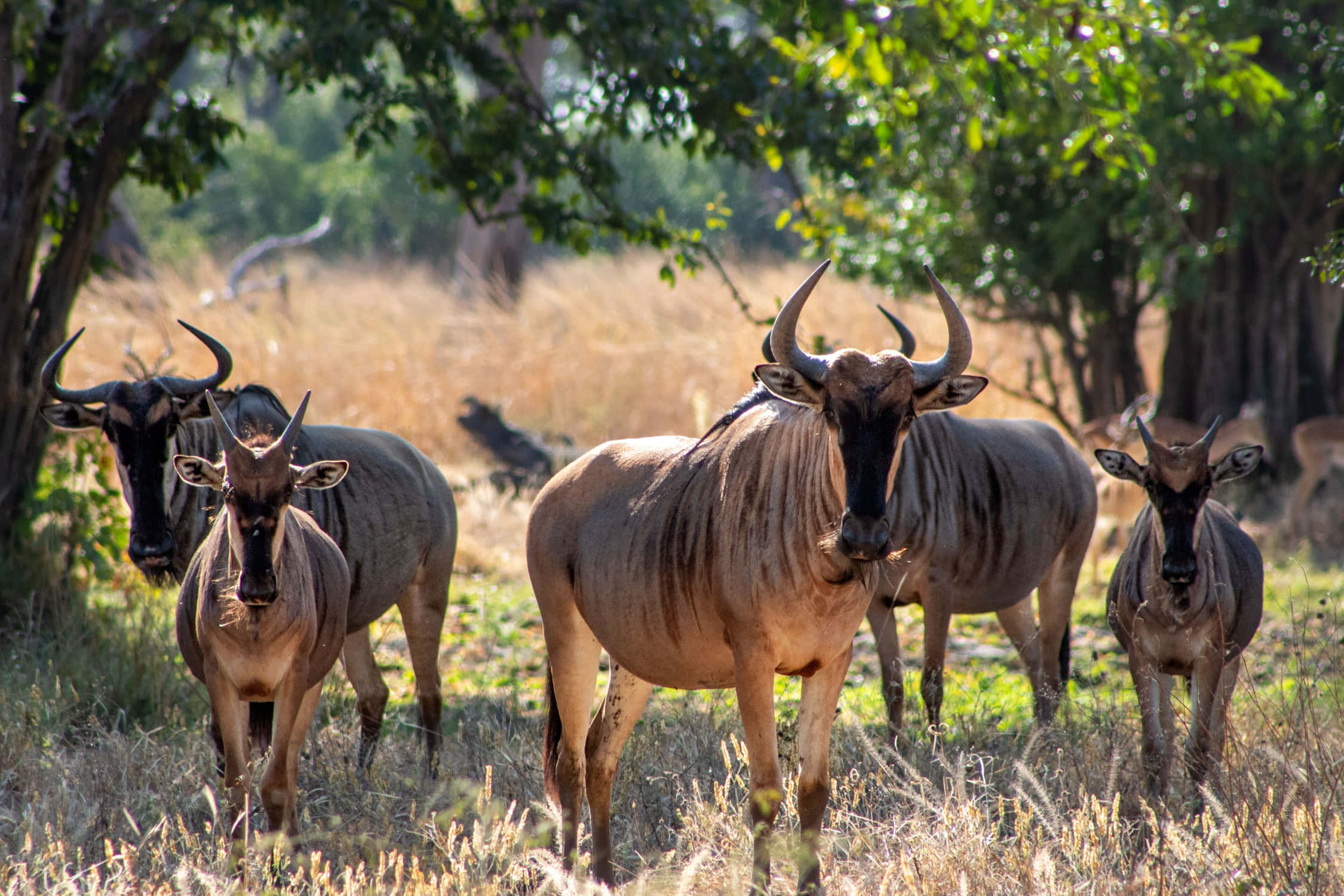 wildebeest, herd, golden grass, Full HD Desktop Wallpaper