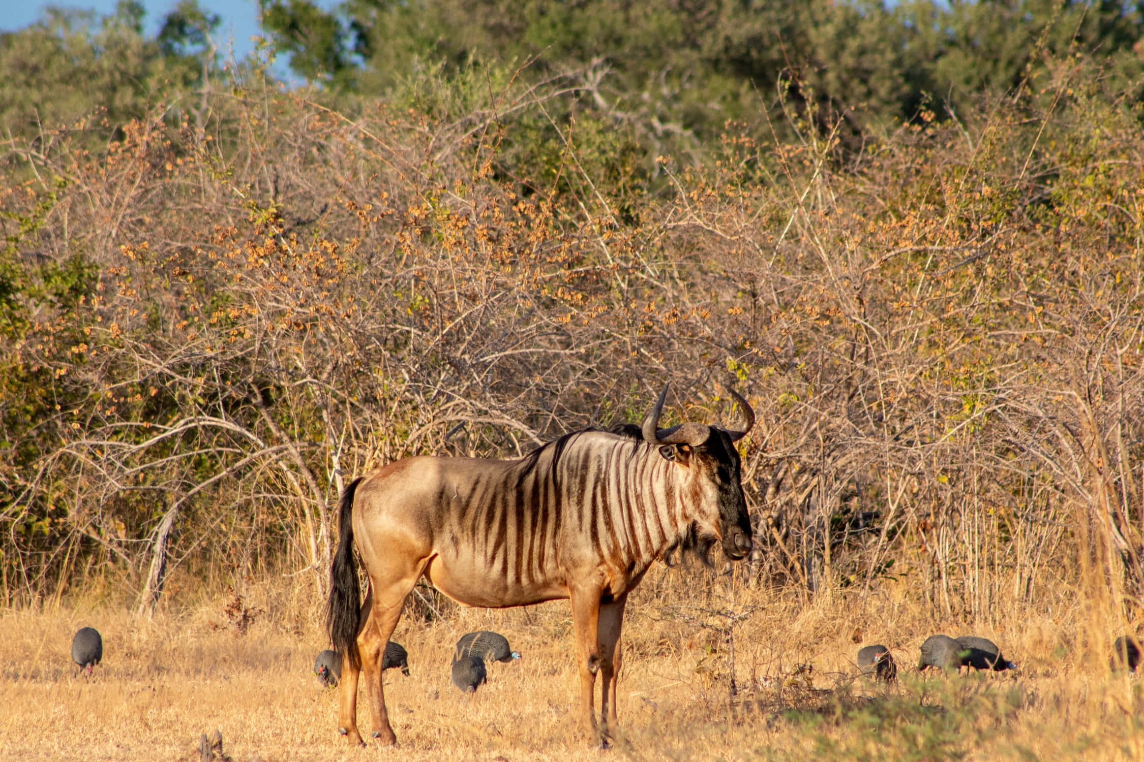 wildebeest, savanna, sunlight, Full HD Desktop Wallpaper