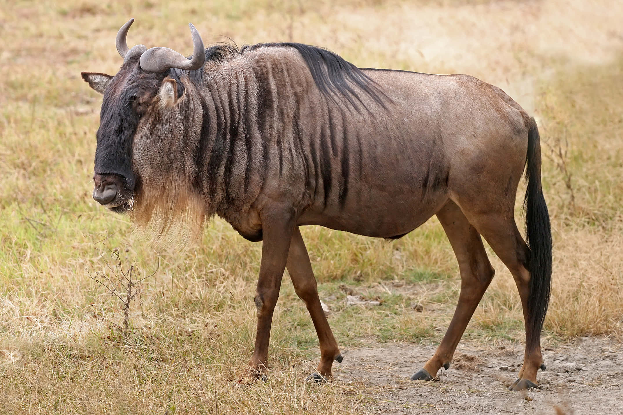 wildebeest, blue wildebeest, dry golden grasslands, Full HD Desktop Wallpaper