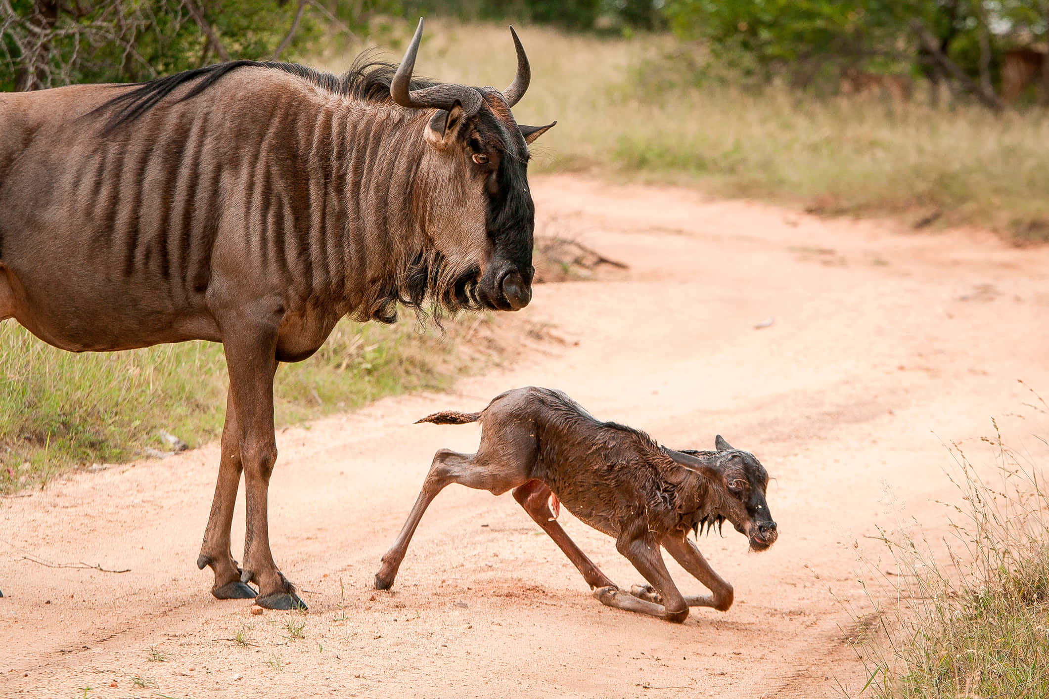 wildebeest, calf, mother, Full HD Desktop Wallpaper