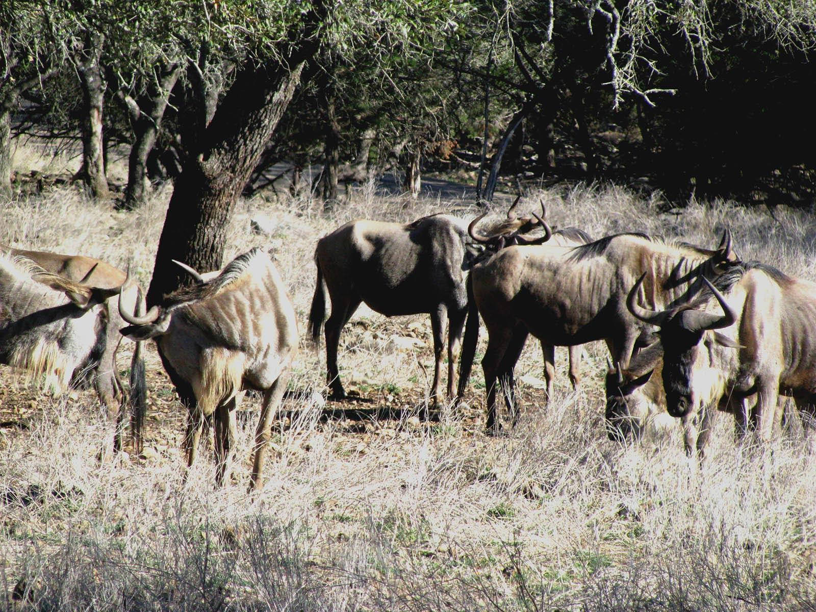 wildebeests, dry grass, leafy trees, HD Desktop Wallpaper
