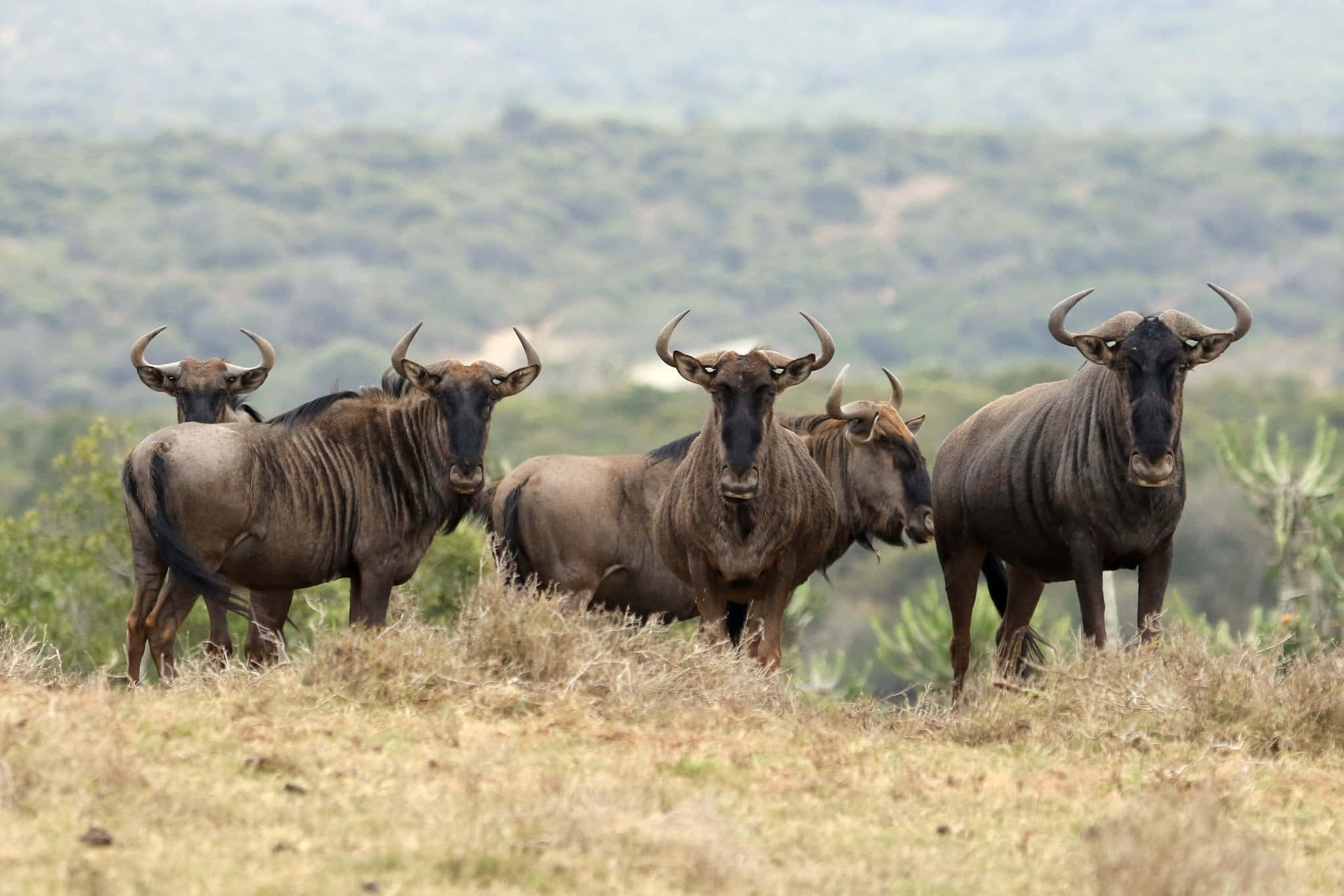 wildebeest, herd, savanna, Full HD Desktop Wallpaper