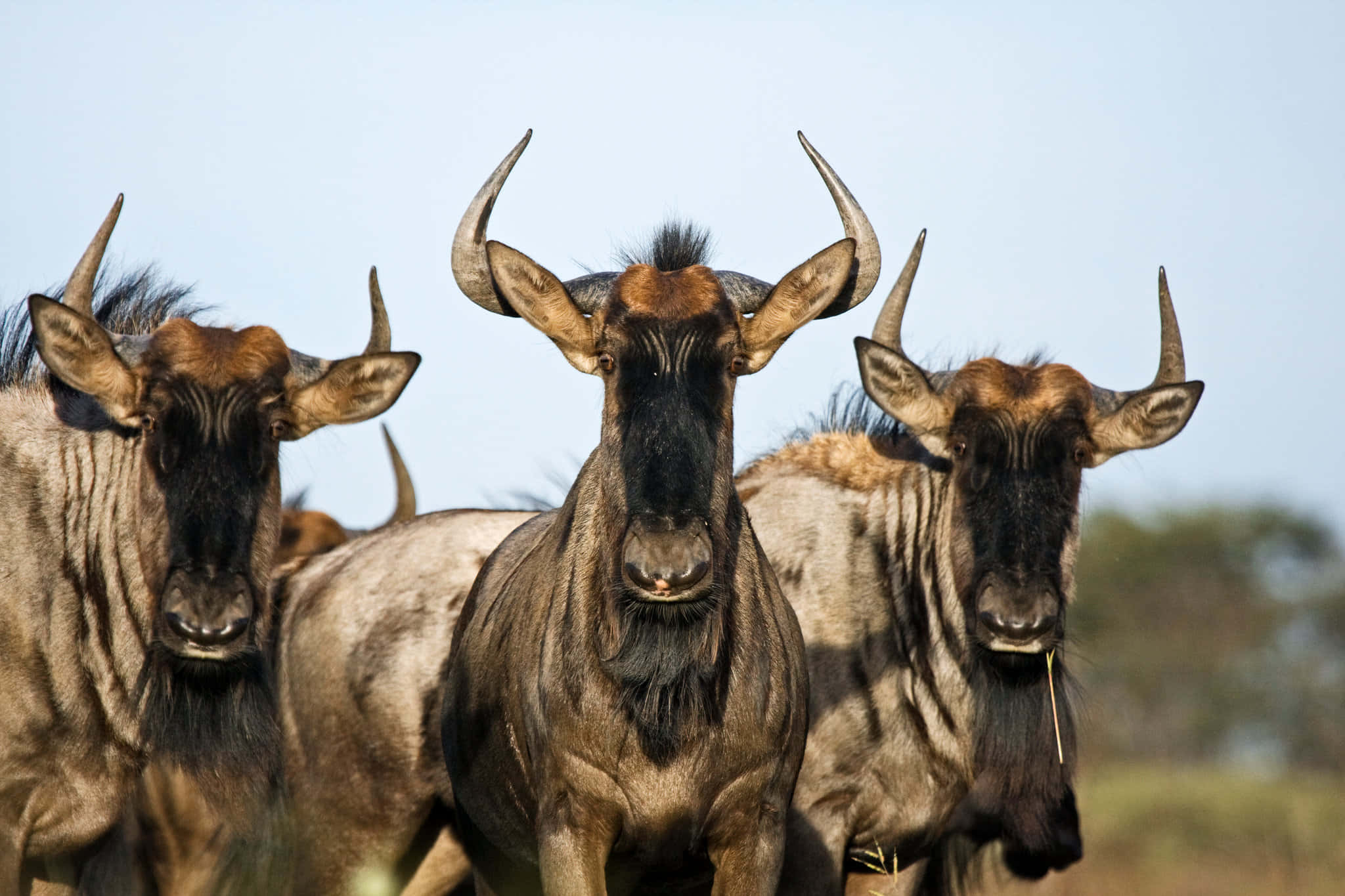 wildebeest, curved horns, soft blue sky, Full HD Desktop Wallpaper