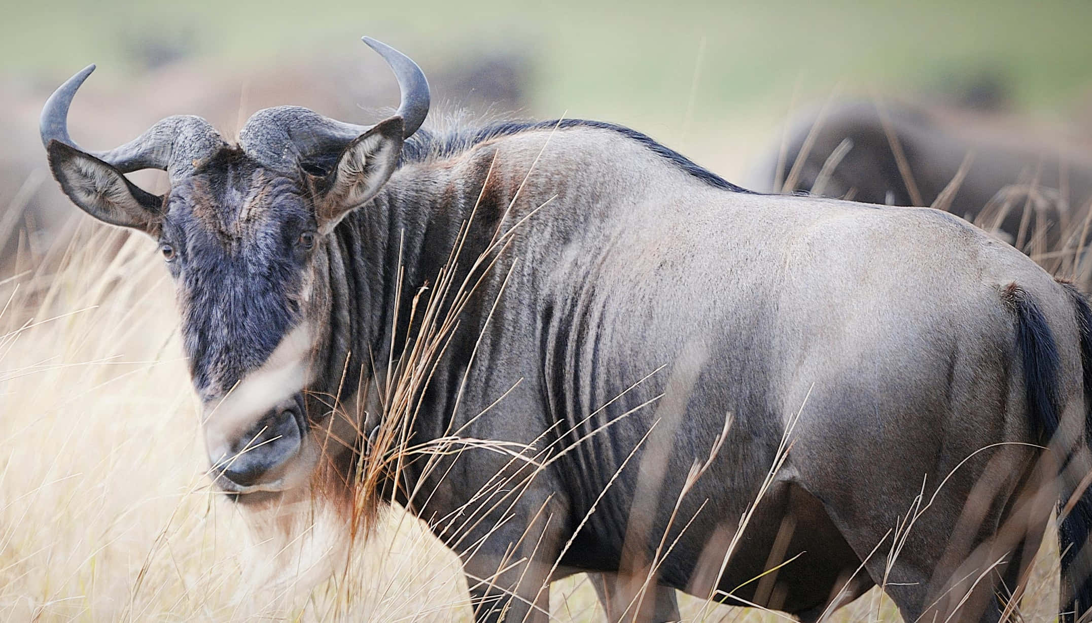 wildebeest, curved horns, tall golden grass, Full HD Desktop Wallpaper