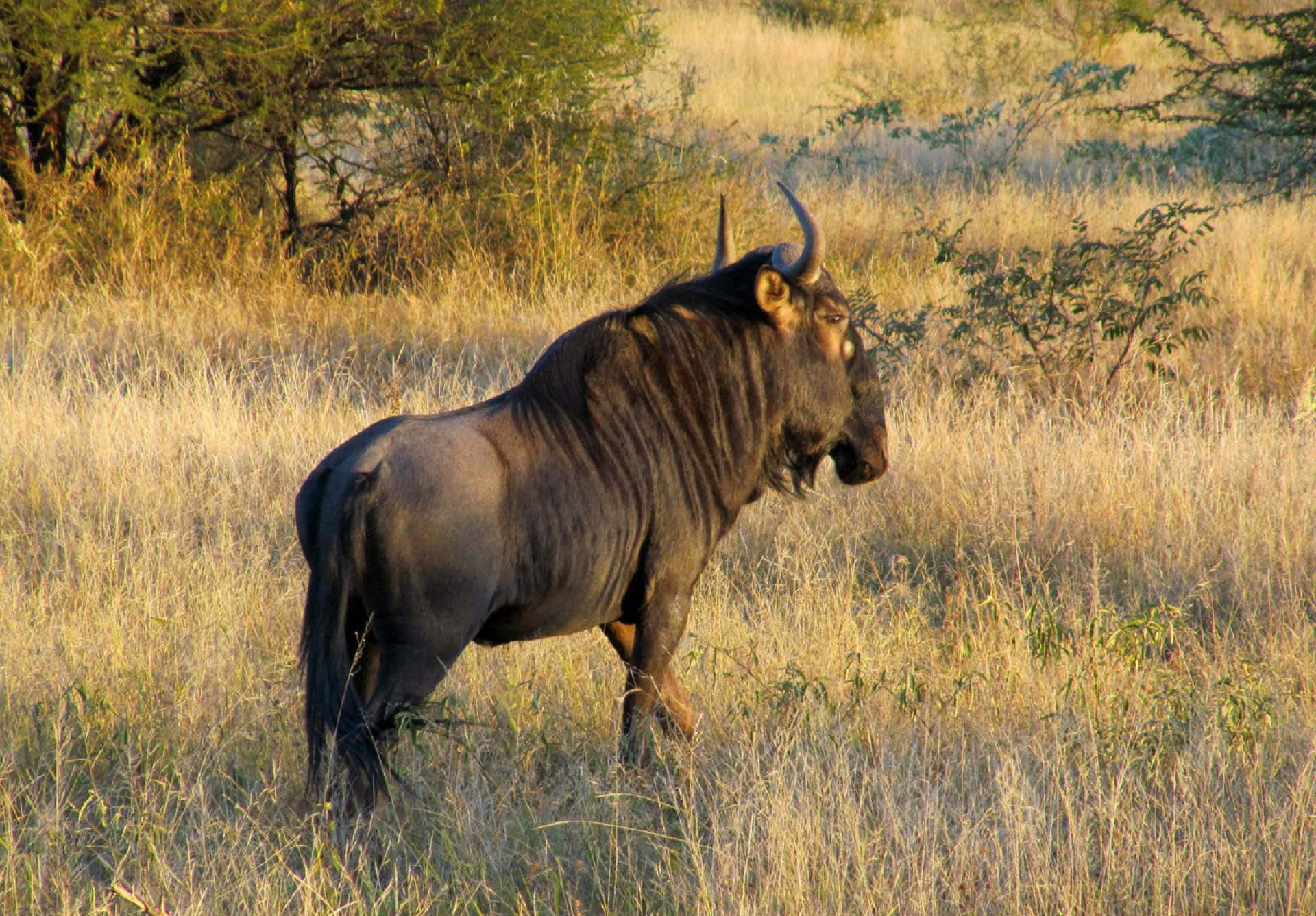 wildebeest, savanna, sunlight, Full HD Desktop Wallpaper