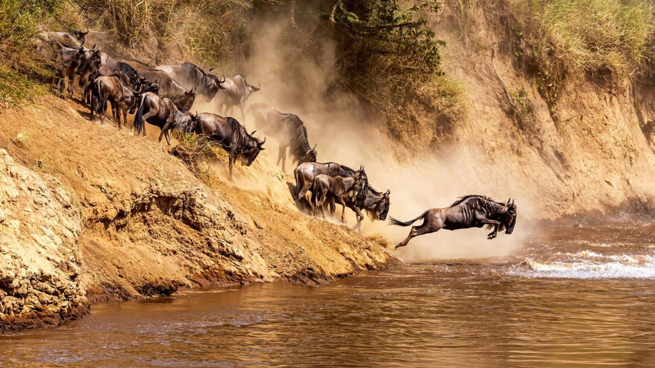wildebeest, river crossing, dramatic leap, Full HD Desktop Wallpaper