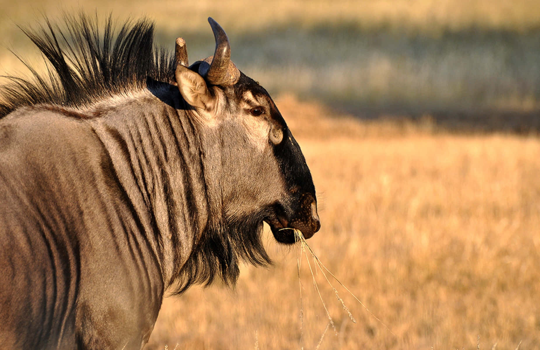 wildebeest, savannah, sunset, HD Desktop Wallpaper