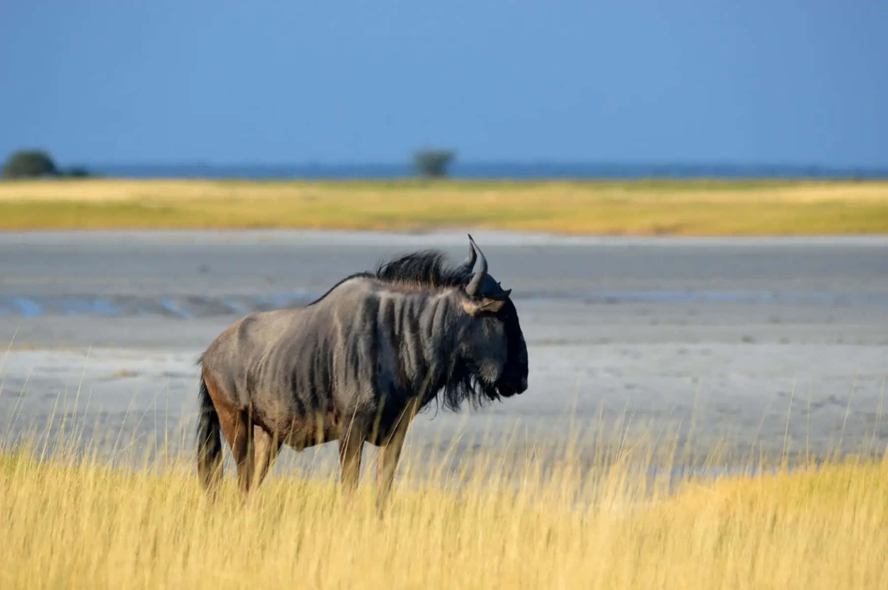 wildebeest, savannah grasslands, tall golden grass, HD Desktop Wallpaper
